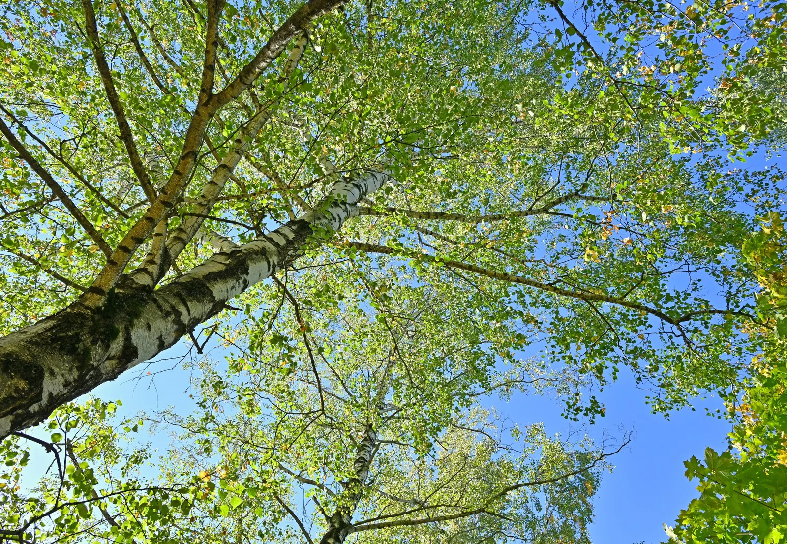 European White Birch (Betula Pendula) — Its delicate, triangular leaves turn golden in fall