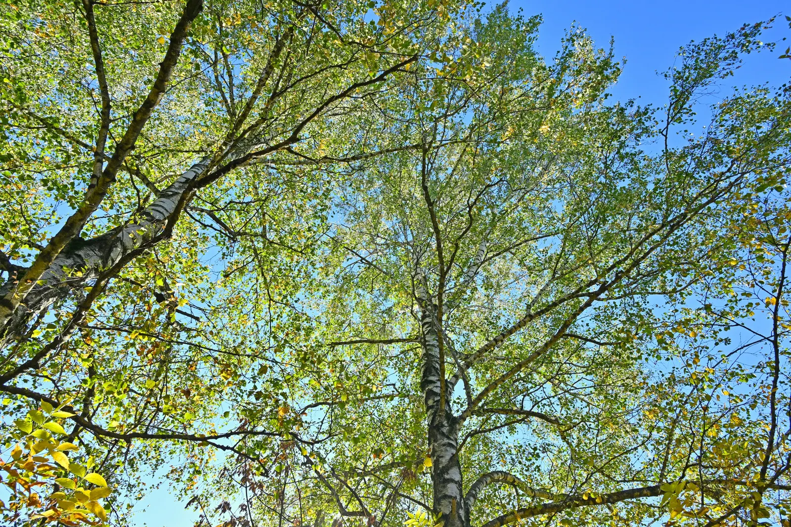 European White Birch (Betula Pendula) — It prefers full sun to partial shade and is highly adaptable to various soil types