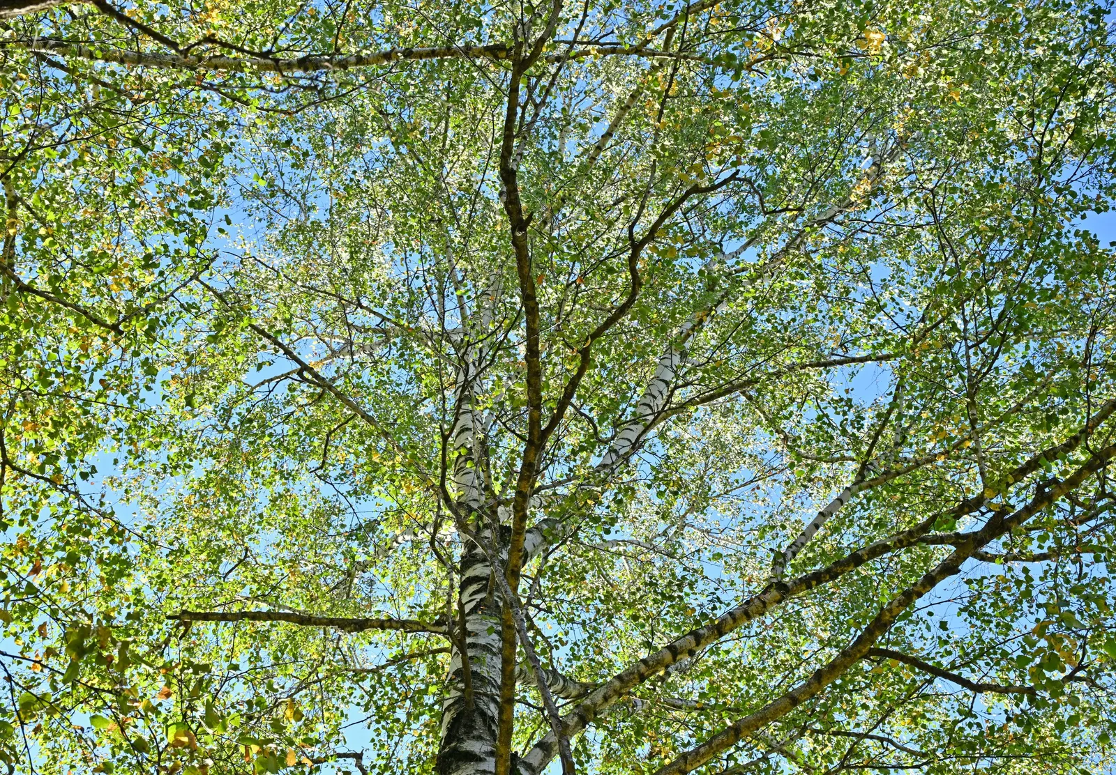 European White Birch (Betula Pendula) — presents a striking addition to any landscape with its graceful; triangular leaves which turn a vibrant yellow hue in