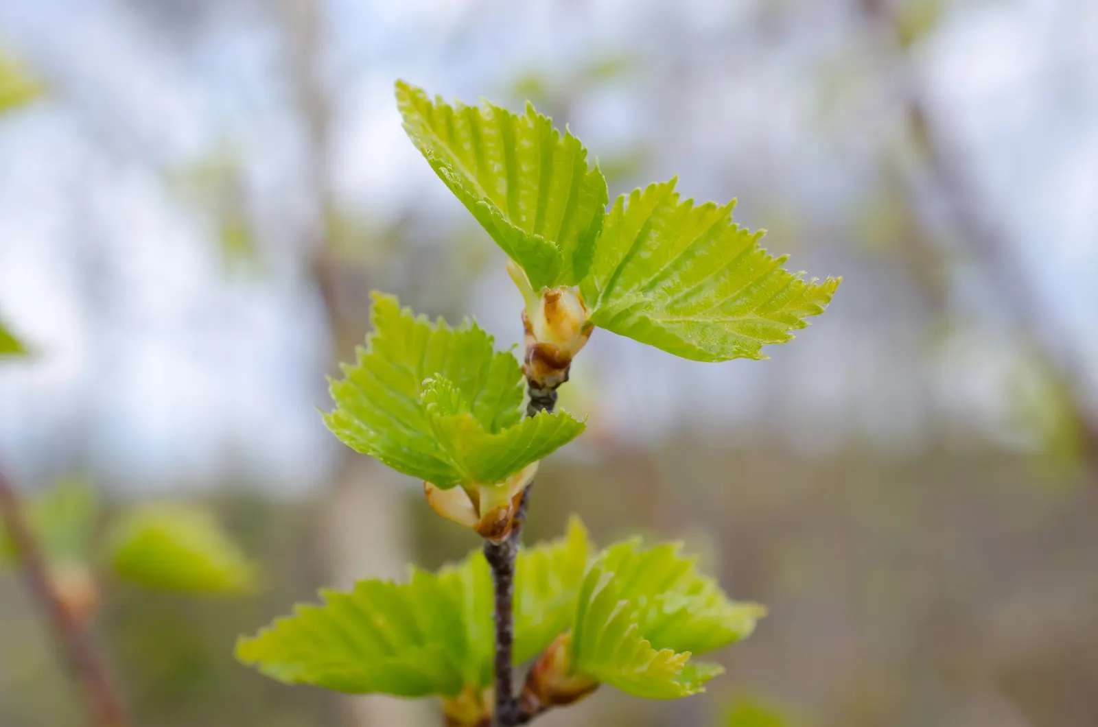 European White Birch (Betula Pendula) — especially during dry periods; the European White Birch (Betula pendula) ‚Äì a graceful deciduous tree