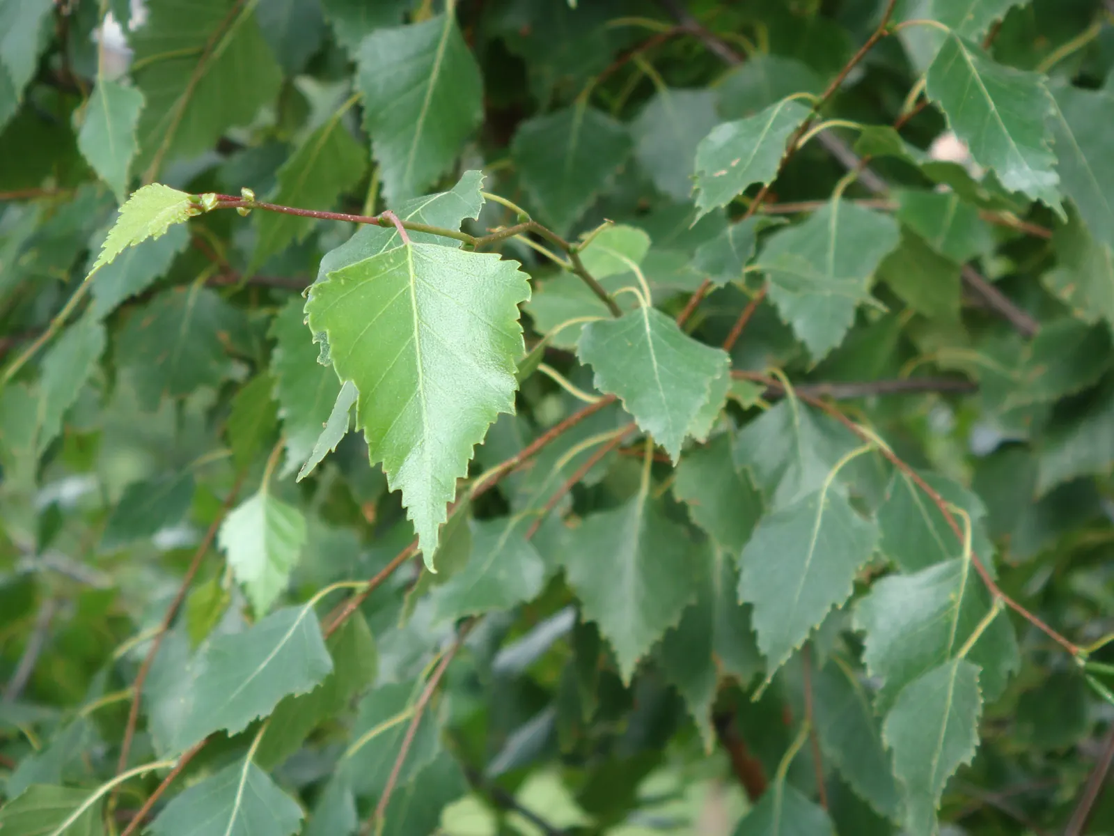 European White Birch (Betula Pendula) — The European White Birch (Betula pendula) ‚Äì a graceful deciduous tree; its delicate, triangular leaves turn golden in