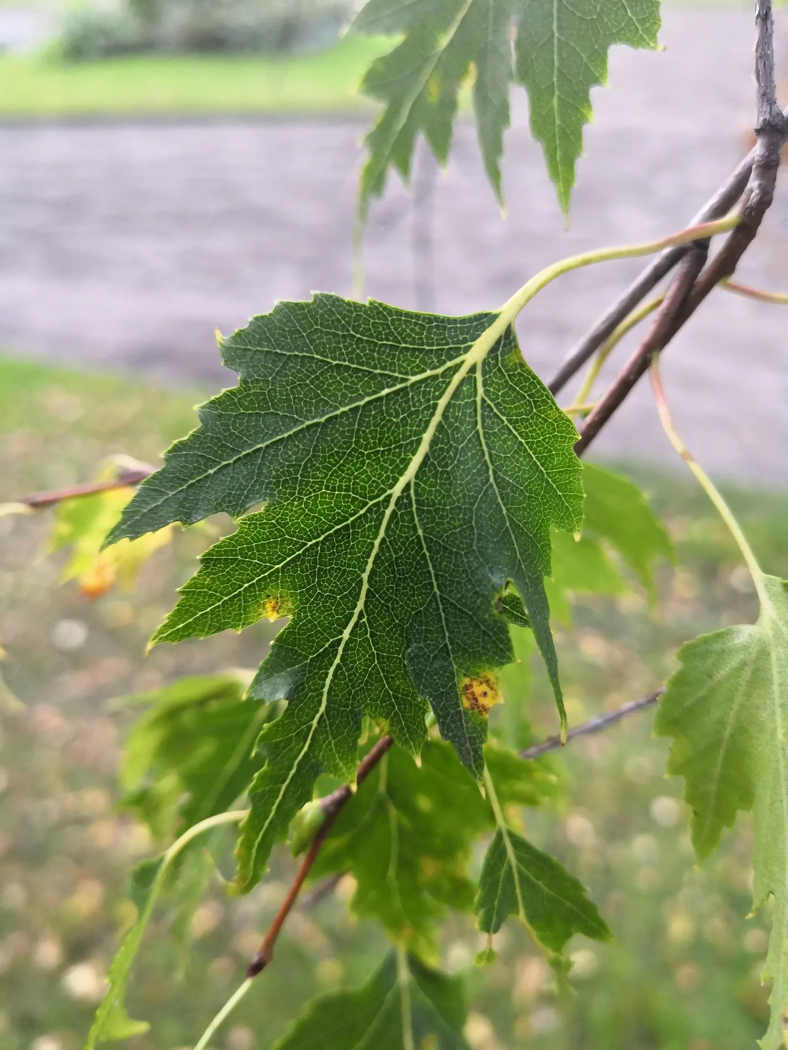 European White Birch (Betula Pendula) — triangular leaves which turn a vibrant yellow hue in the fall before shedding; it prefers full sun to, image 64
