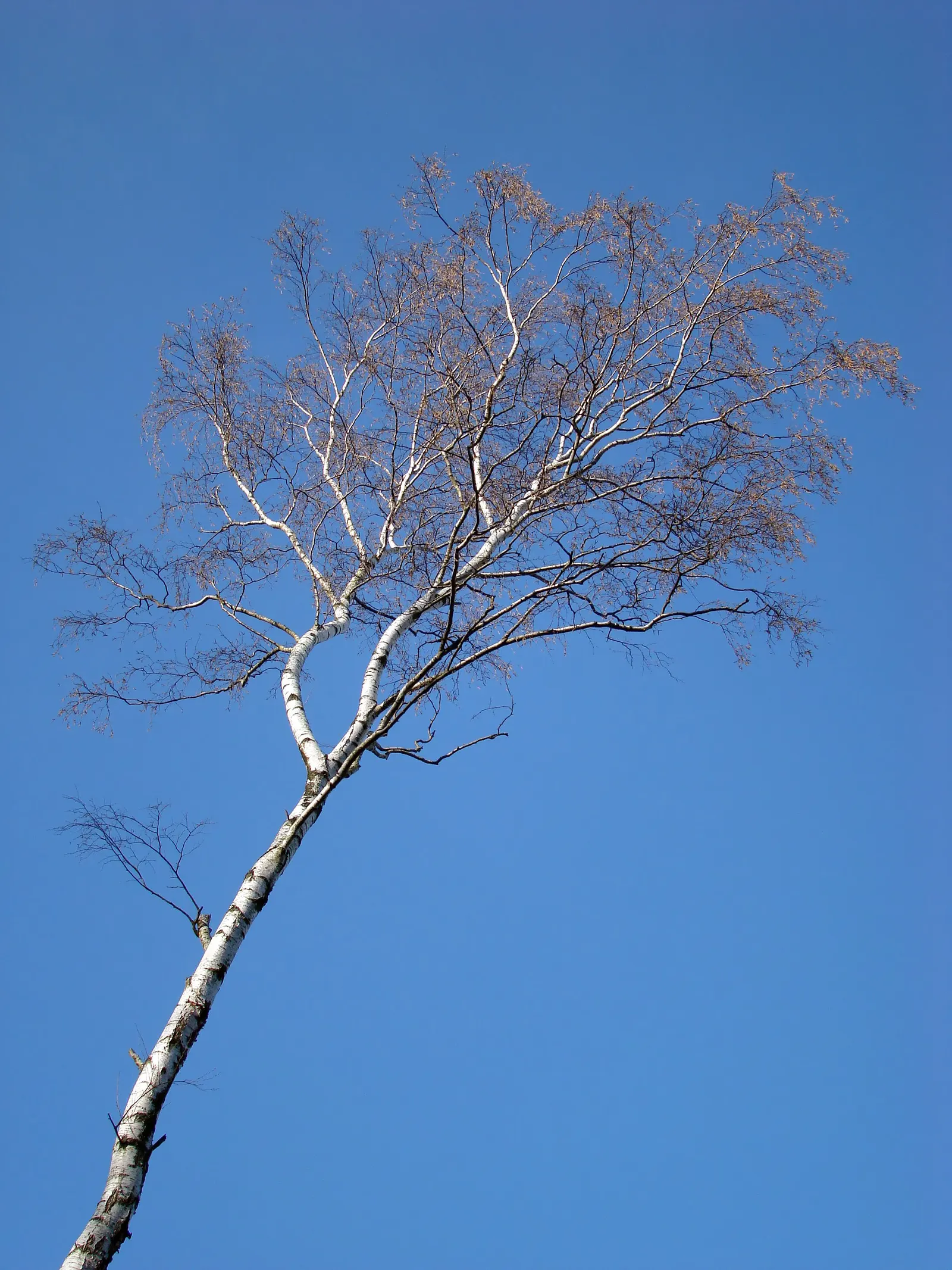 European White Birch (Betula Pendula) — It thrives in USDA Hardiness Zones 2 to 7, indicating a strong tolerance for cold climates; originating from Europe and