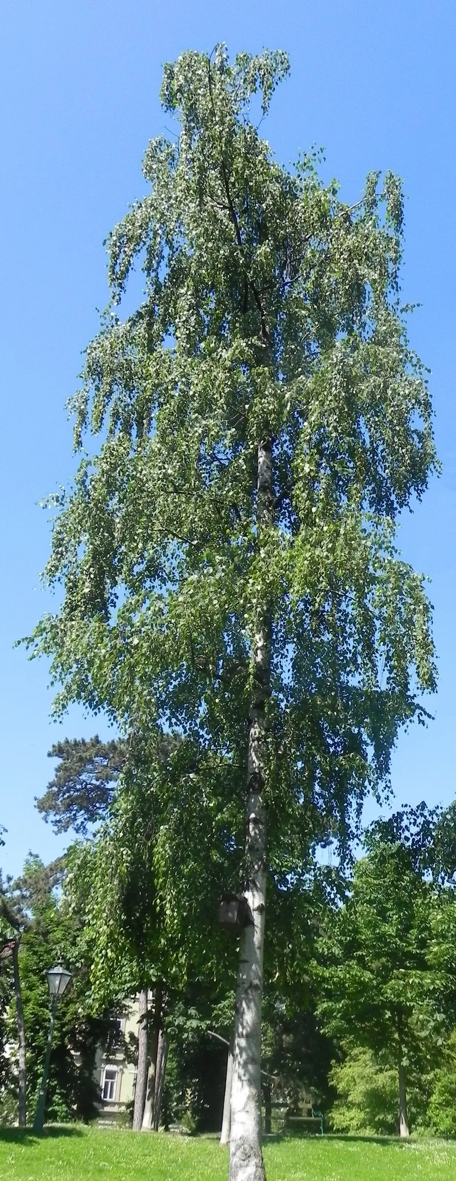 European White Birch (Betula Pendula) — though it flourishes in well-draining soil conditions; suited for USDA zones 2-7, it thrives in full sun and, image 50