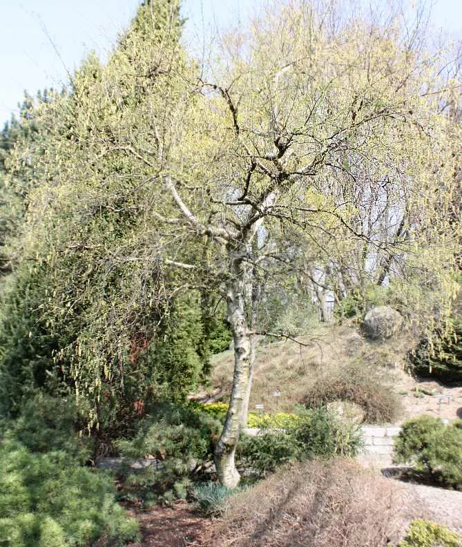 European White Birch (Betula Pendula) — presents a striking addition to any landscape with its graceful; triangular leaves which turn a vibrant, image 61