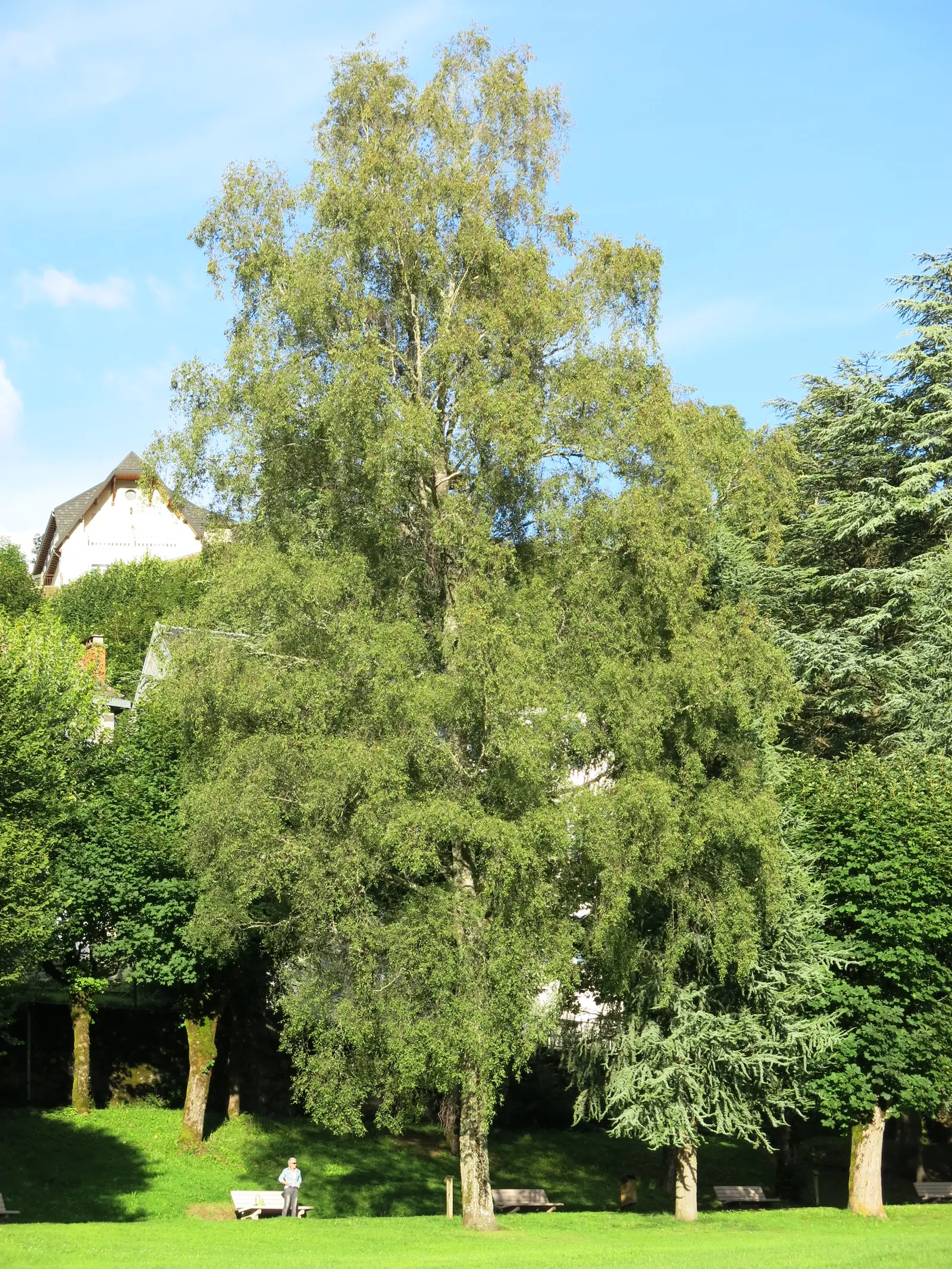 European White Birch (Betula Pendula) — Mature specimens reach 40-50 ft in height with a 20-30 ft spread; tree for full or half