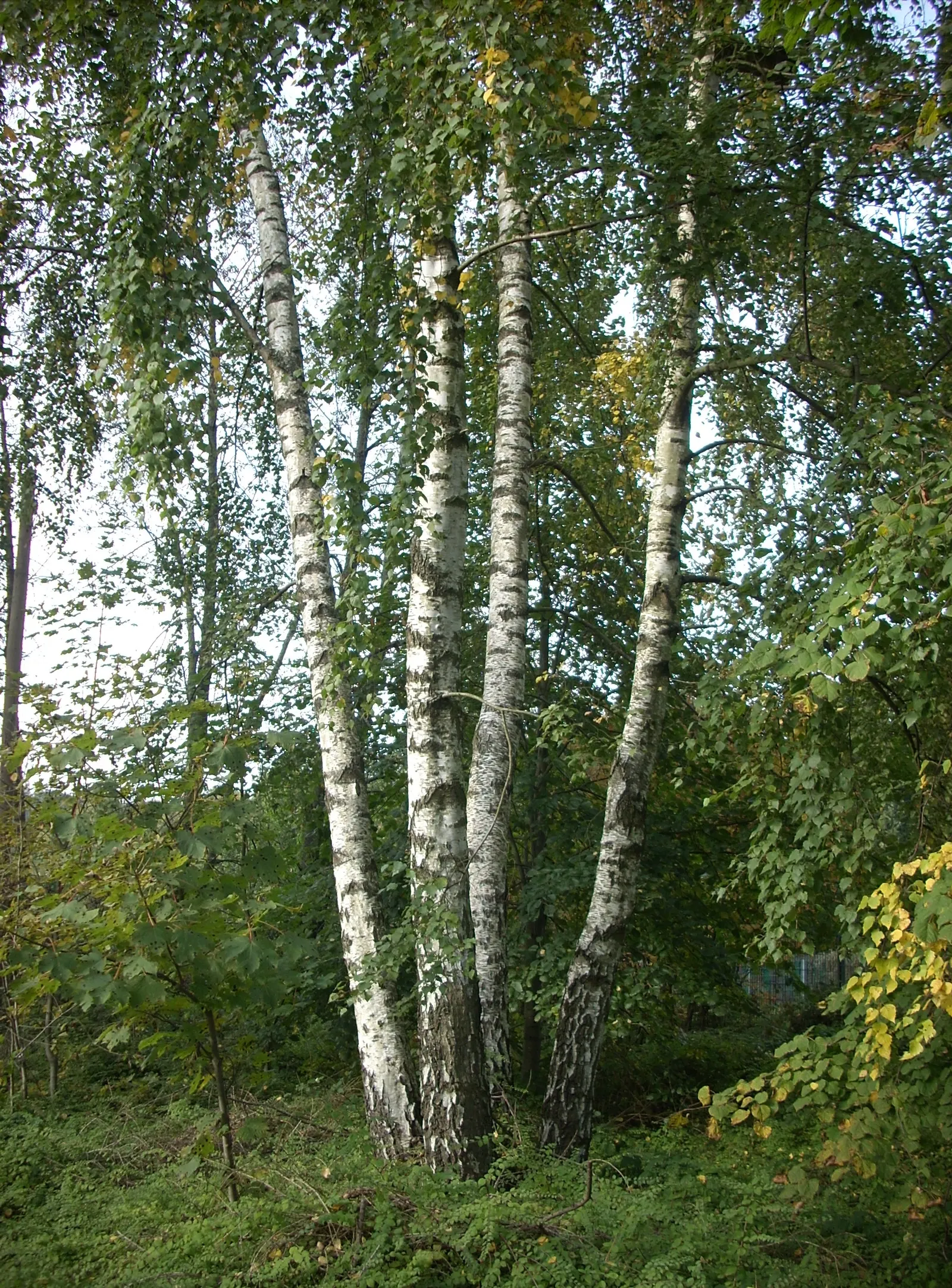 European White Birch (Betula Pendula) — Mature specimens reach 40-50 ft in height with a 20-30 ft spread; tree for full or half, image 39