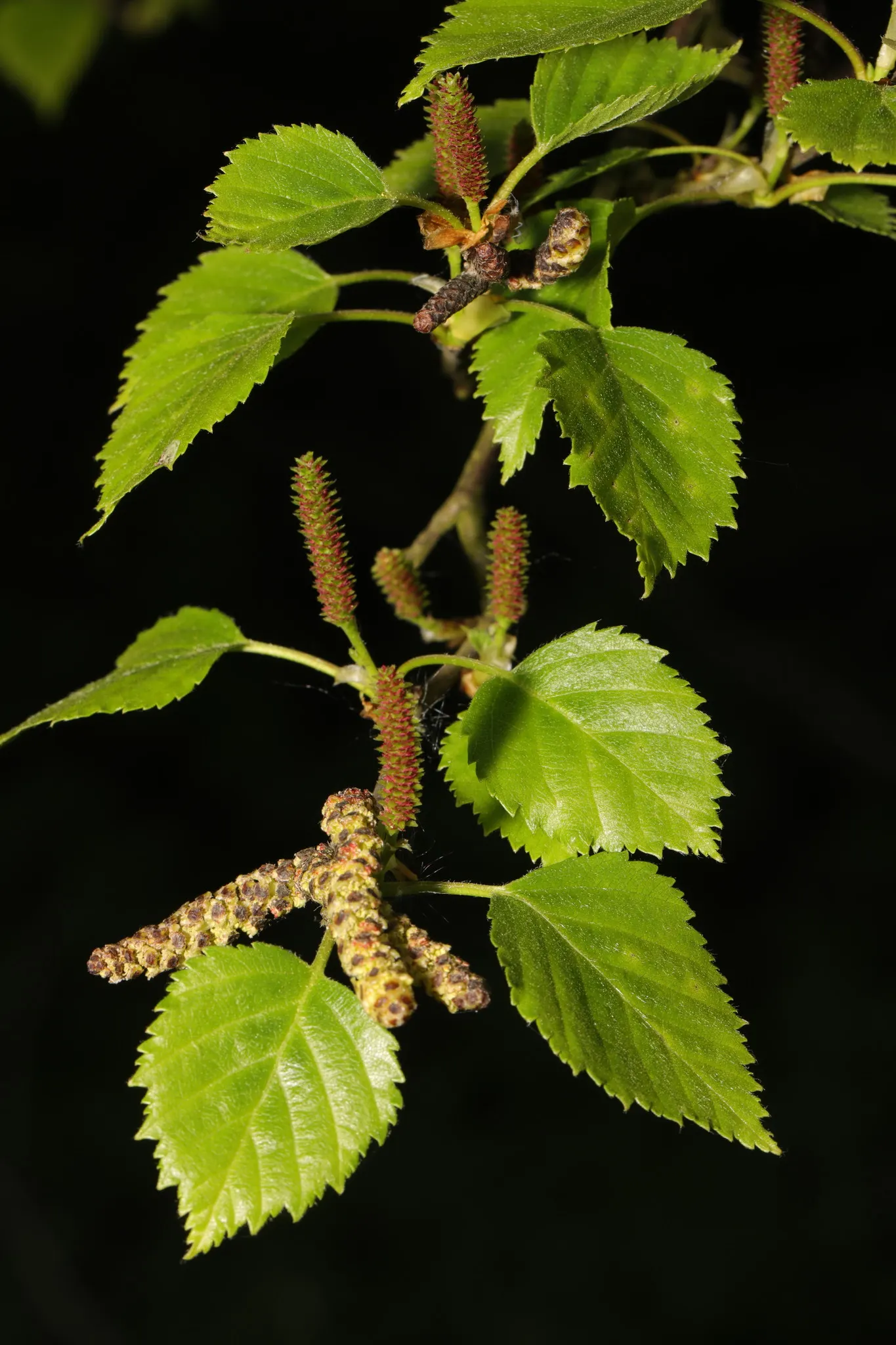 European White Birch (Betula Pendula) — suiting it well for medium to large-scale landscapes