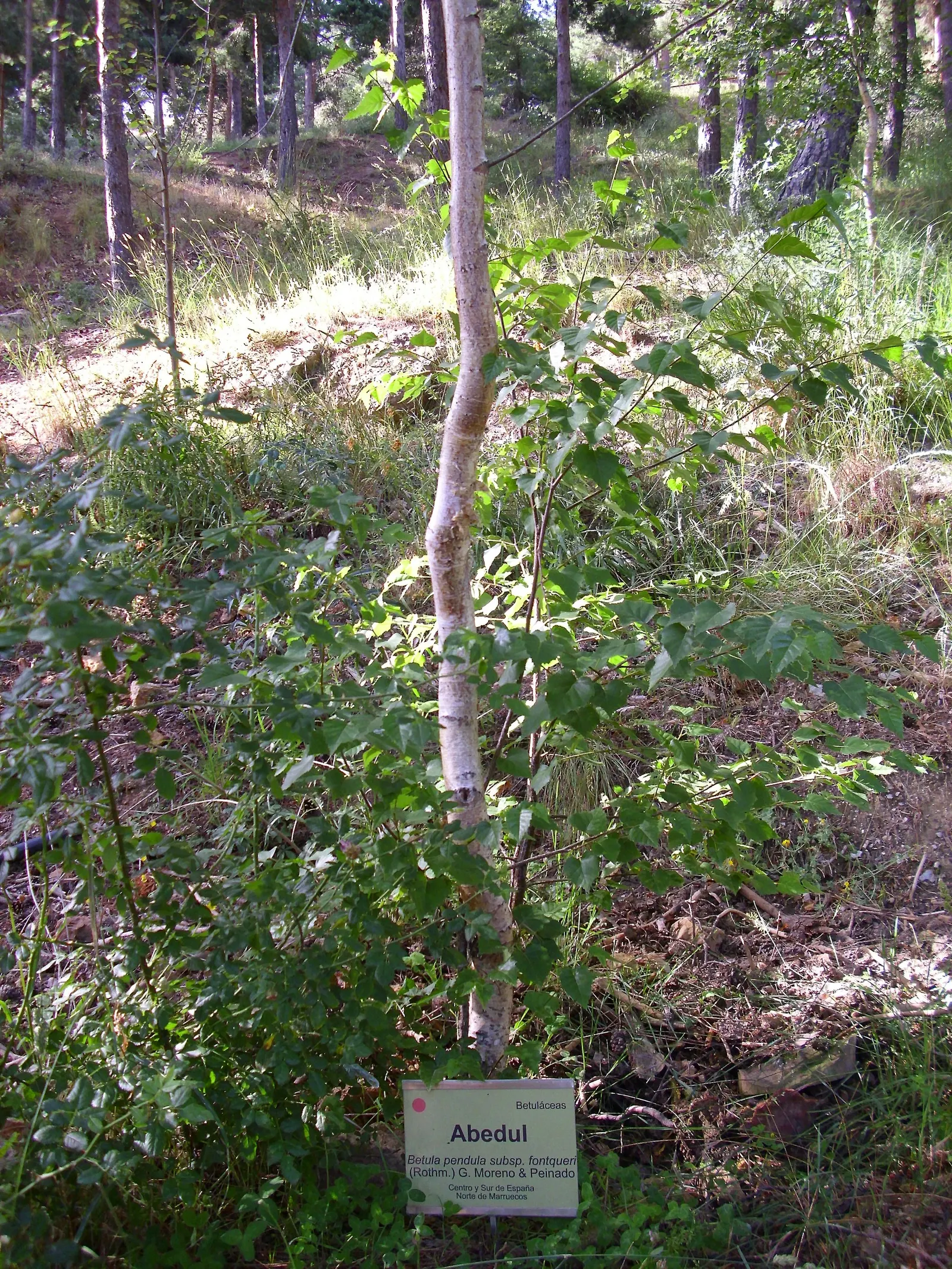 European White Birch (Betula Pendula) — The European White Birch (Betula pendula) ‚Äì a graceful deciduous tree; its delicate, triangular leaves, image 55