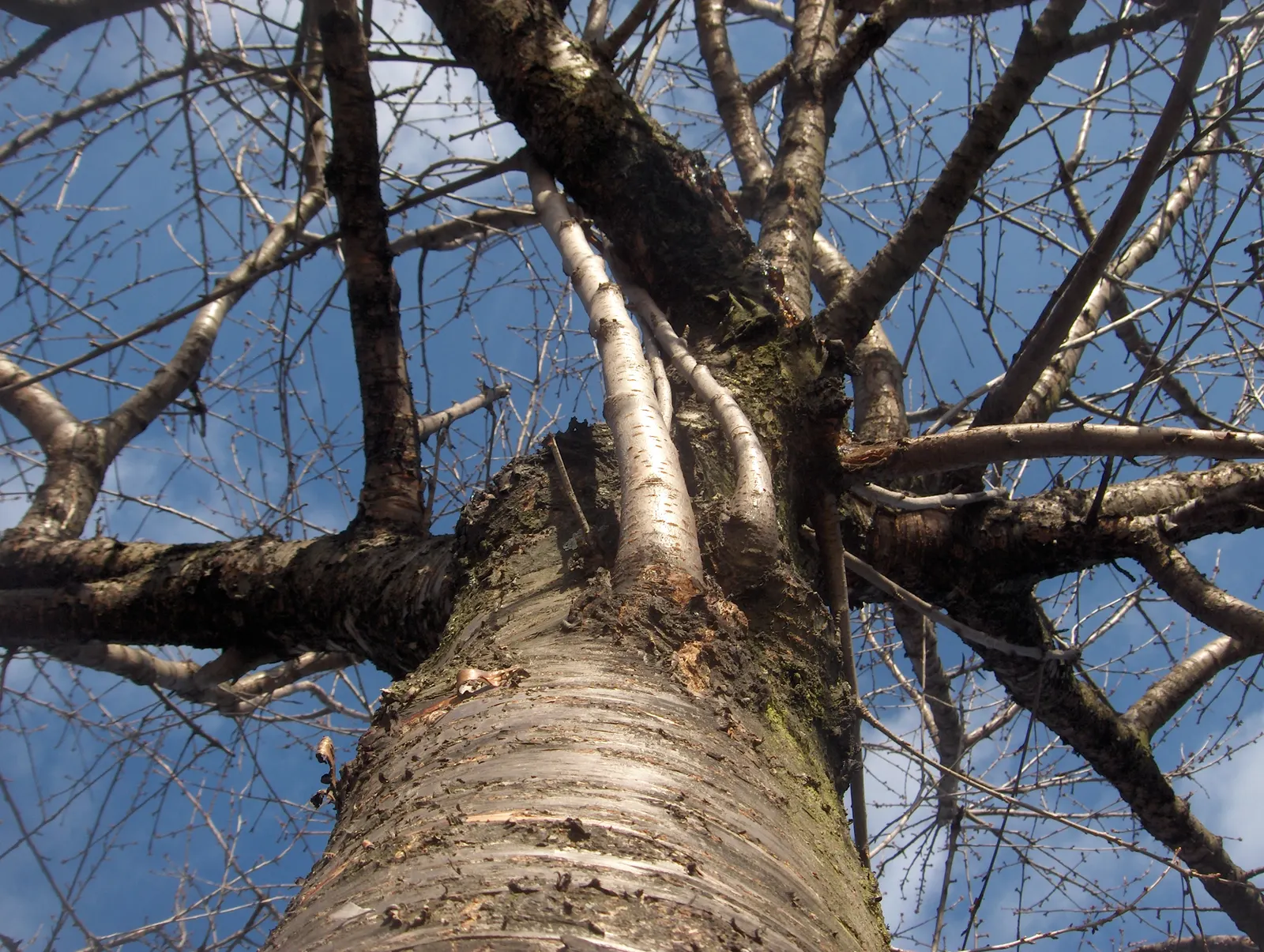European White Birch (Betula Pendula) — especially during dry periods