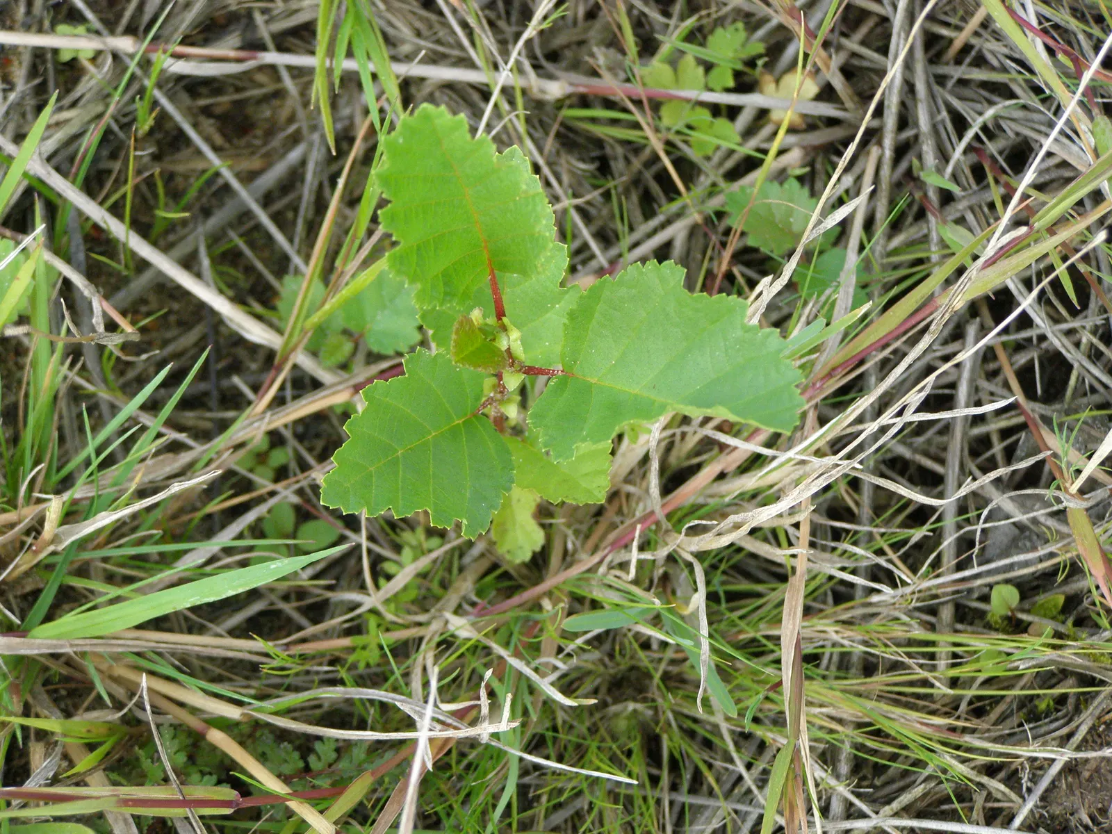 European White Birch (Betula Pendula) — though it flourishes in well-draining soil conditions