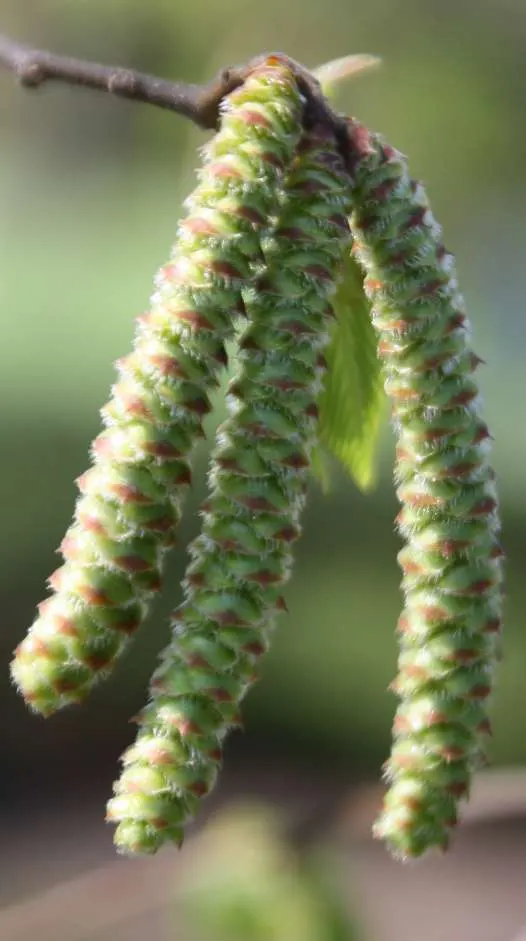 European White Birch (Betula Pendula) — Its delicate, triangular leaves turn golden in fall; presents a striking addition to any landscape with its graceful