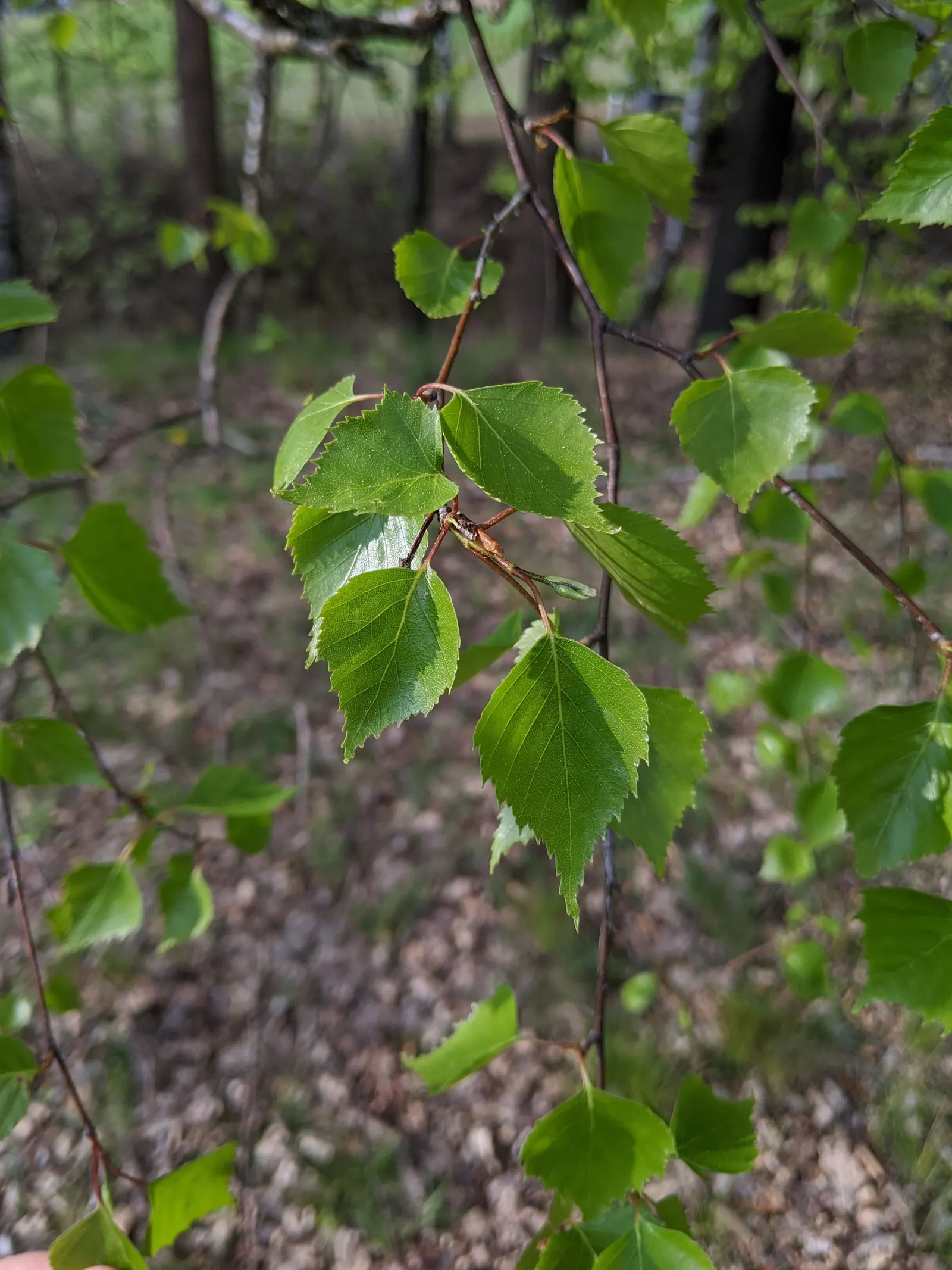 European White Birch (Betula Pendula) — Adds an elegant, airy feel to landscapes and provides striking winter interest with its textured bark, image 42