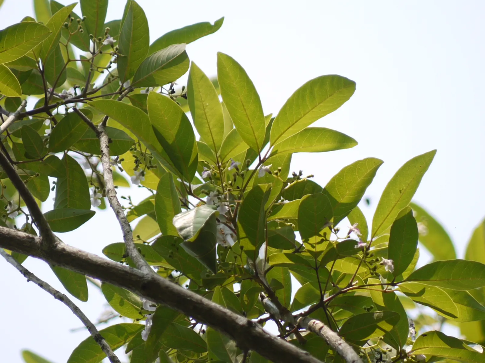 White Chaste Tree (Vitex Agnus-Castus 'White') — The White Chaste Tree (Vitex agnus-castus 'White') is a striking