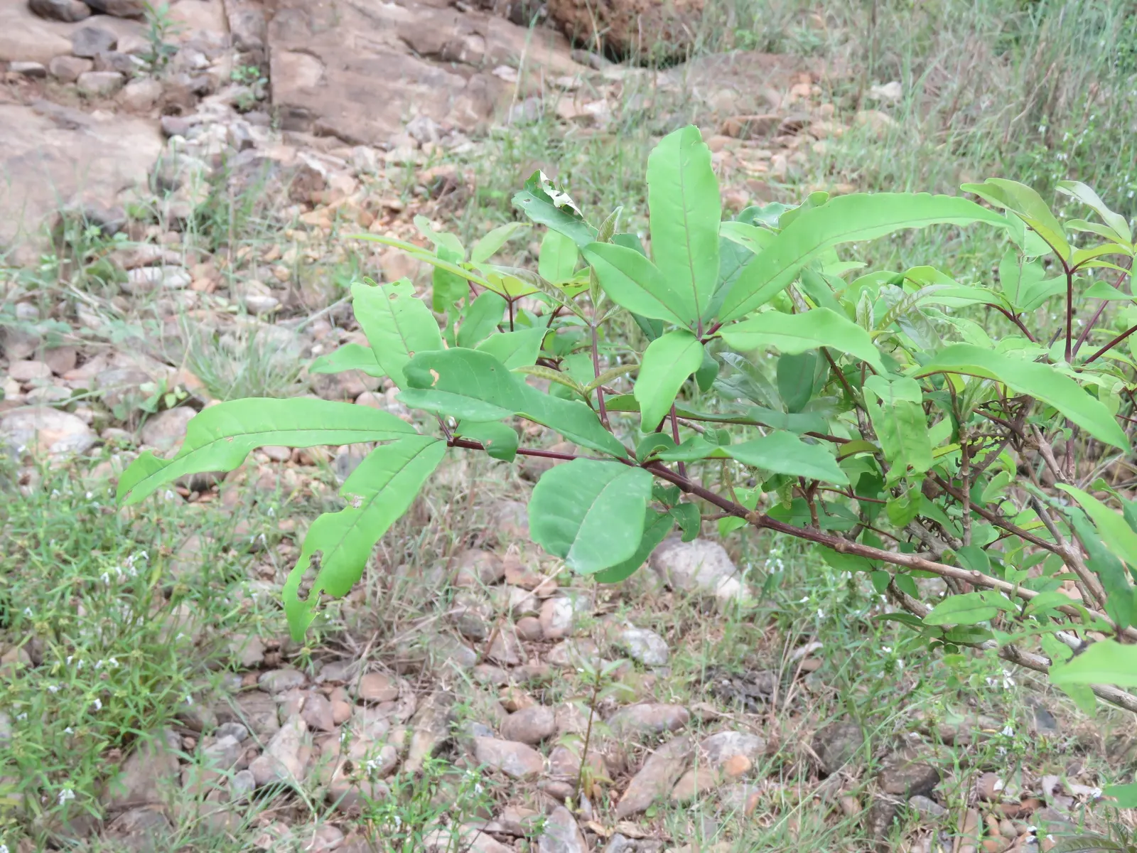 White Chaste Tree (Vitex Agnus-Castus 'White') — presenting a bushy appearance; extending from mid-summer to early fall
