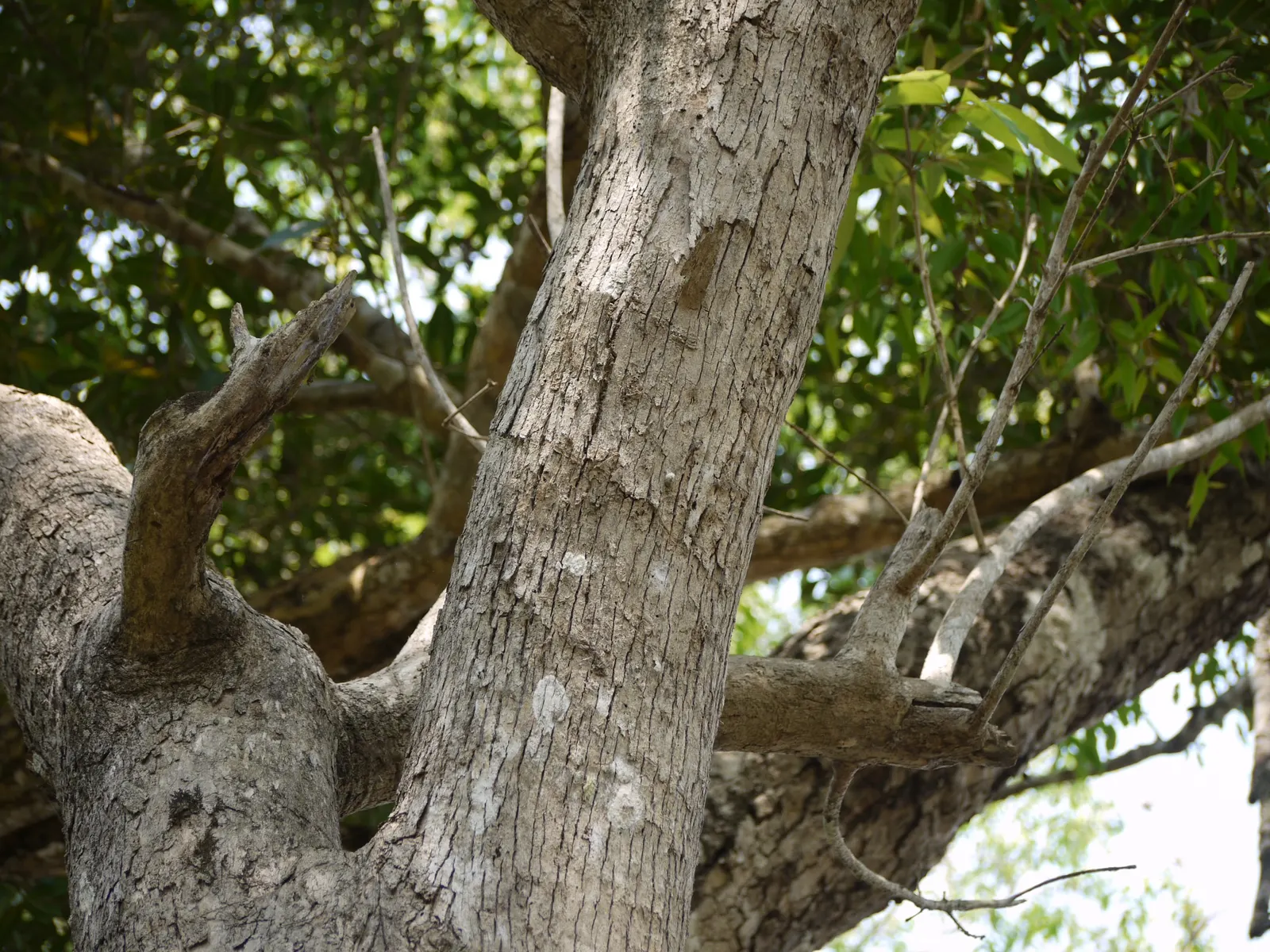 White Chaste Tree (Vitex Agnus-Castus 'White') — the White Chaste Tree thrives in full sun exposure