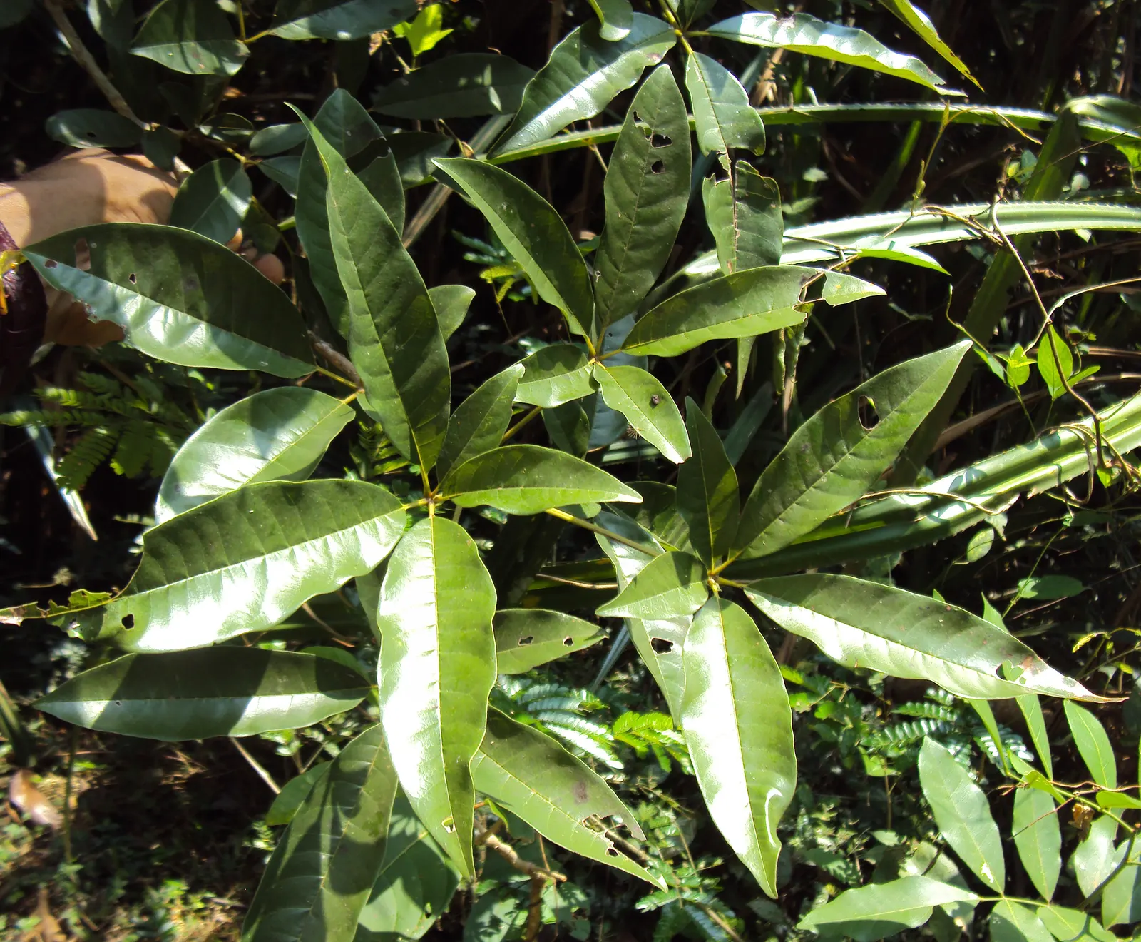 White Chaste Tree (Vitex Agnus-Castus 'White') — Hardy and drought-tolerant once established