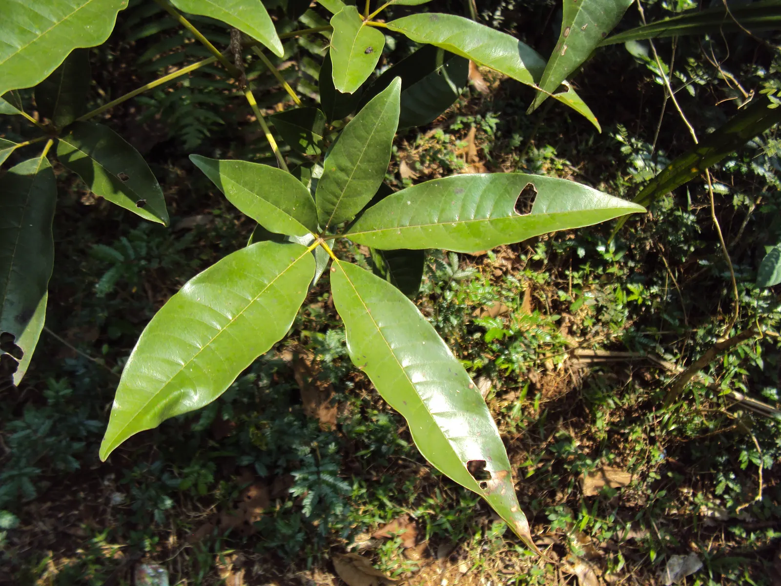 White Chaste Tree (Vitex Agnus-Castus 'White') — requiring at least six hours of direct sunlight to flourish