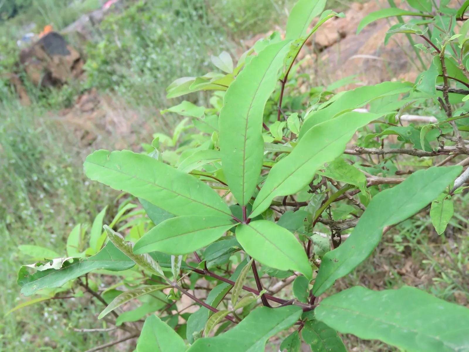 White Chaste Tree (Vitex Agnus-Castus 'White') — presenting a bushy appearance