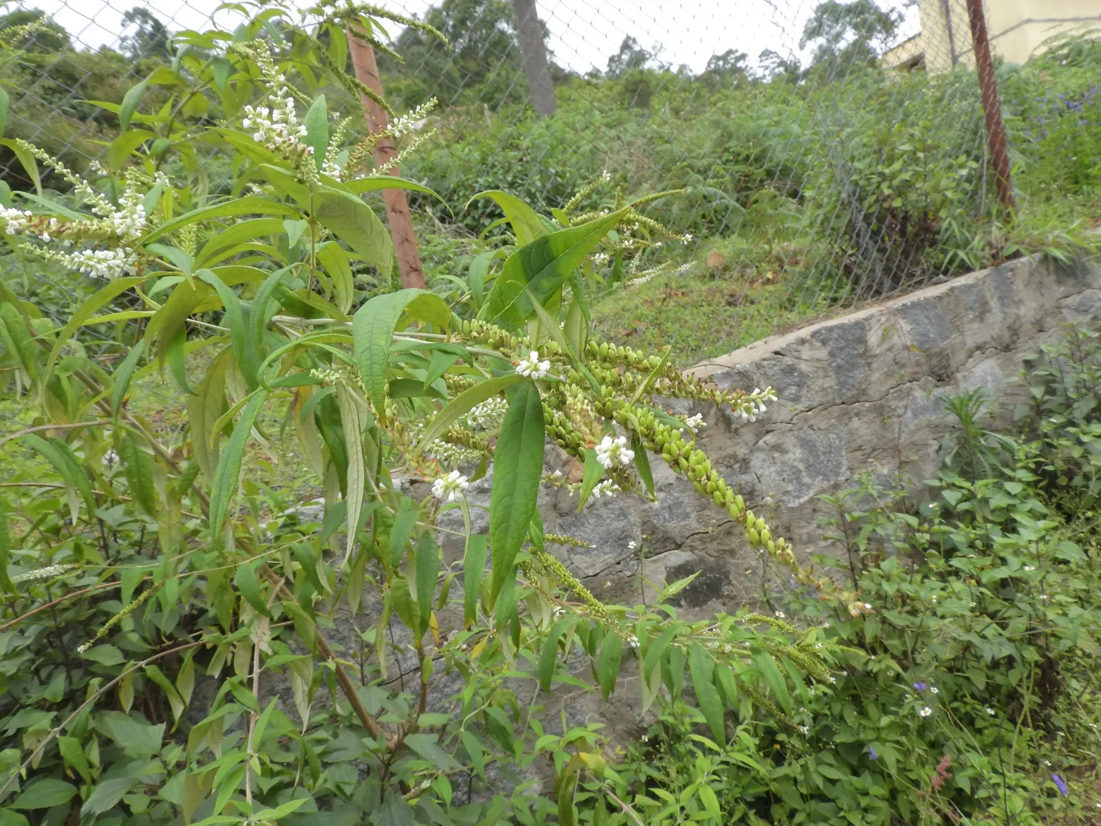 White Chaste Tree (Vitex Agnus-Castus 'White') — Prefers full sun and well-drained soil
