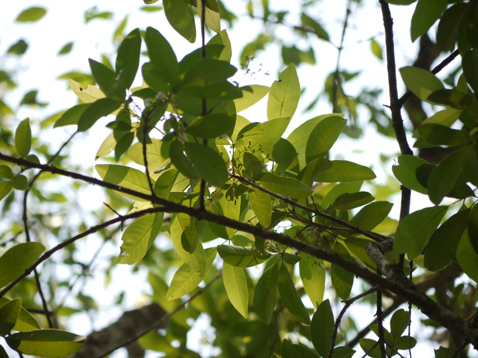 White Chaste Tree (Vitex Agnus-Castus 'White') — is a hardy deciduous shrub that can mature into a small tree if left to grow