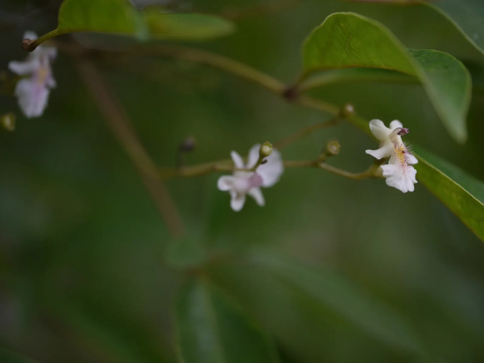 White Chaste Tree (Vitex Agnus-Castus 'White') — white flowers in the garden