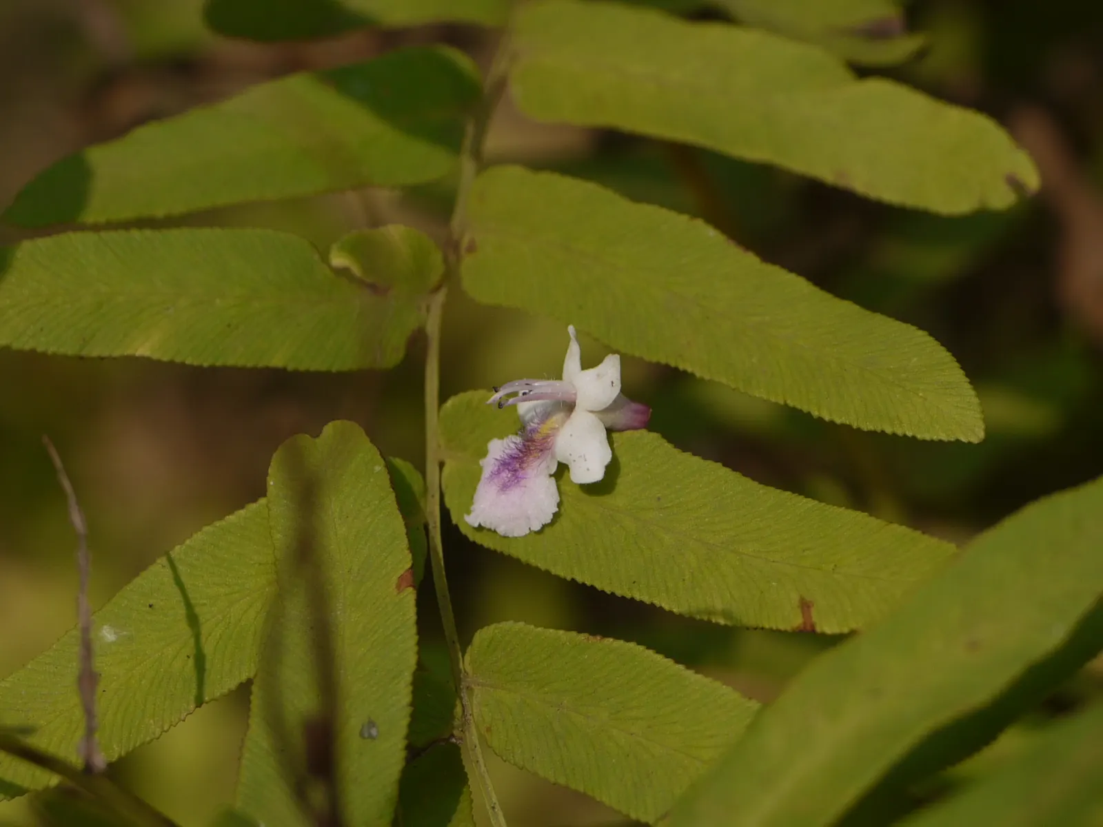 White Chaste Tree (Vitex Agnus-Castus 'White') — attracts pollinators such as bees and butterflies