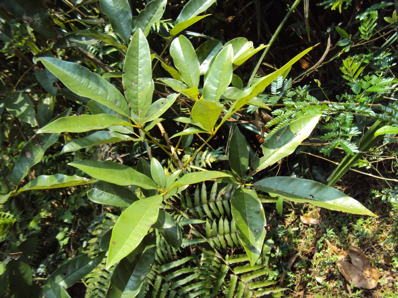 White Chaste Tree (Vitex Agnus-Castus 'White') — Moderate water needs make it a relatively drought-tolerant once established