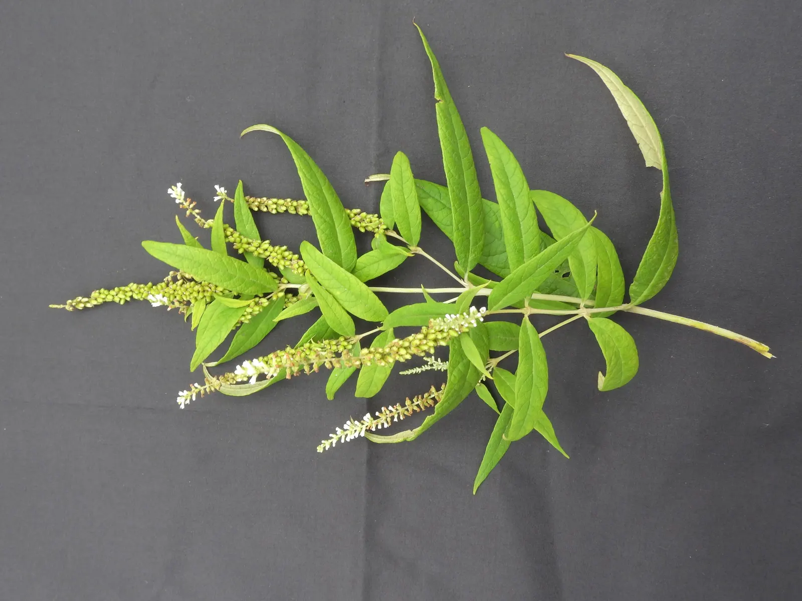 White Chaste Tree (Vitex Agnus-Castus 'White') — Prune in late winter for shape and to promote vigorous growth