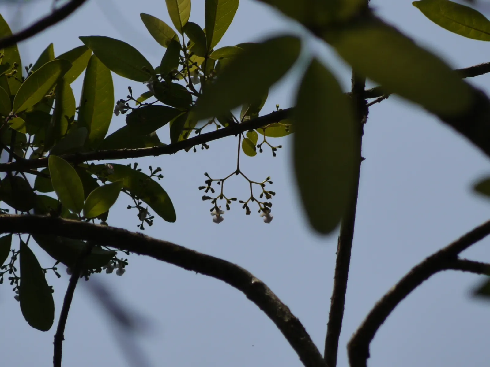 White Chaste Tree (Vitex Agnus-Castus 'White') — scientifically known as Vitex agnus-castus 'Alba'