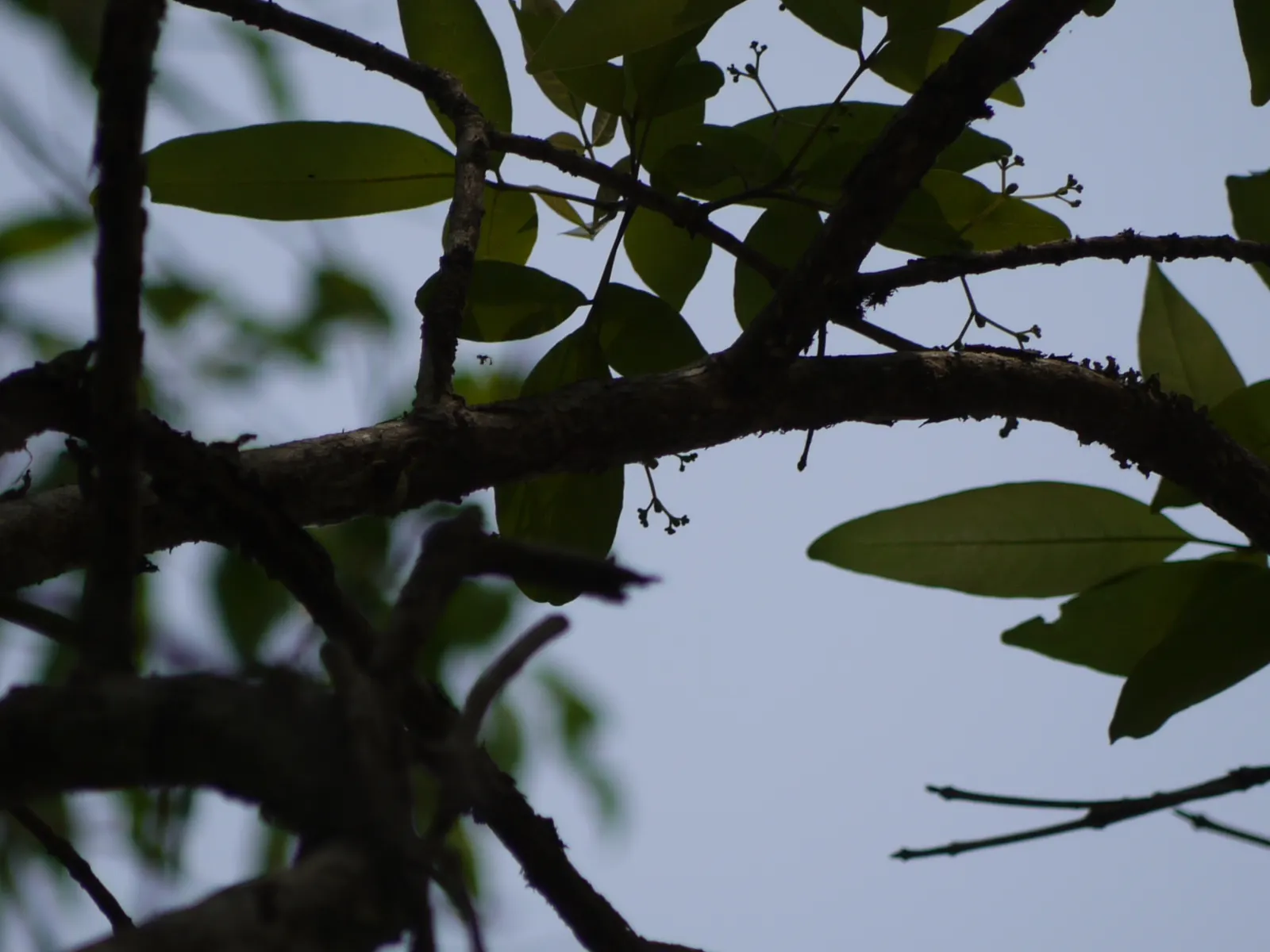 White Chaste Tree (Vitex Agnus-Castus 'White') — extending from mid-summer to early fall