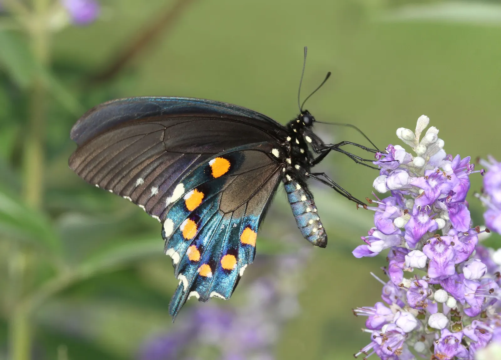 White Chaste Tree (Vitex Agnus-Castus 'White') — deciduous shrub that reaches up to 15-20 feet in height and spread; achieving a height of about 15 to 20 feet