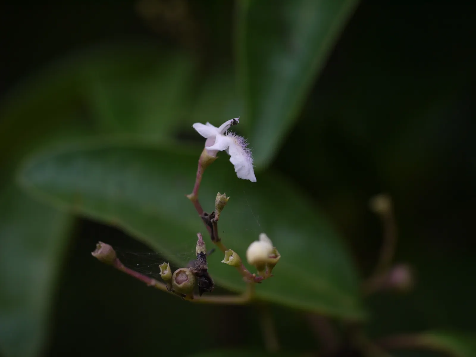 White Chaste Tree (Vitex Agnus-Castus 'White') — making it an excellent choice for a wildlife-friendly garden