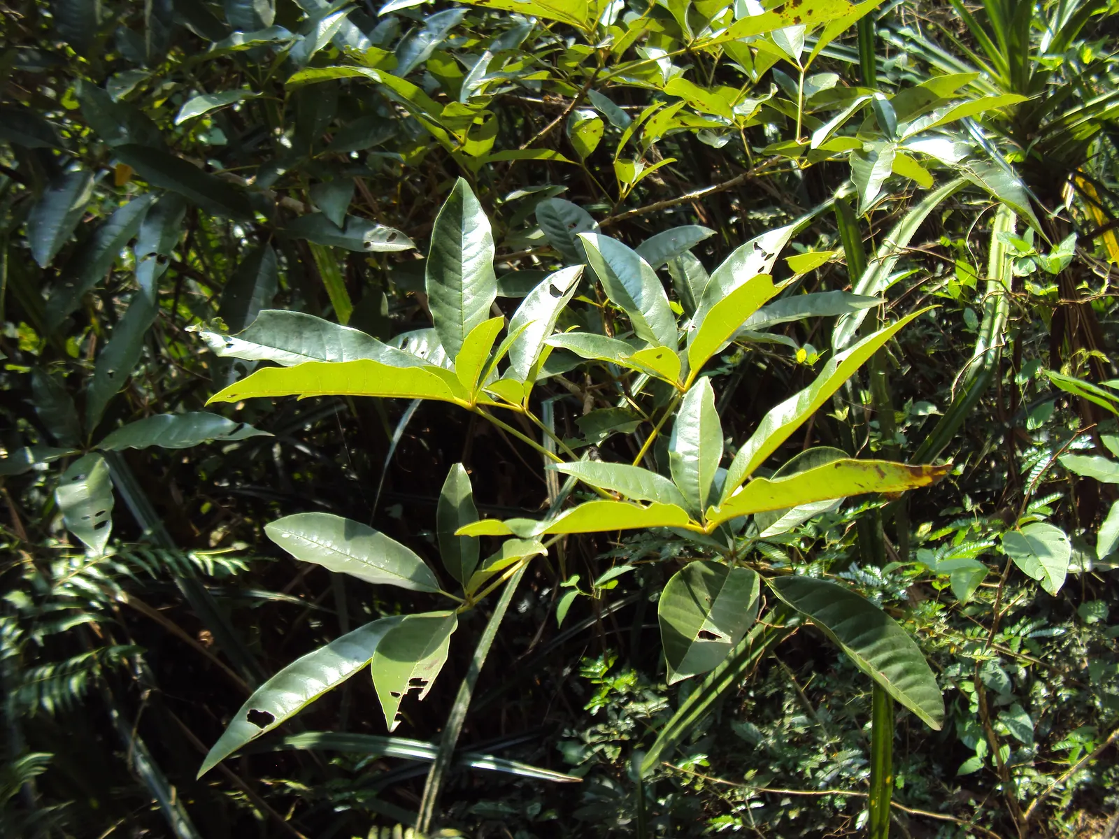 White Chaste Tree (Vitex Agnus-Castus 'White') — thereby requiring less irrigation than more demanding species.<br><br>The White Chaste Tree's bloom season