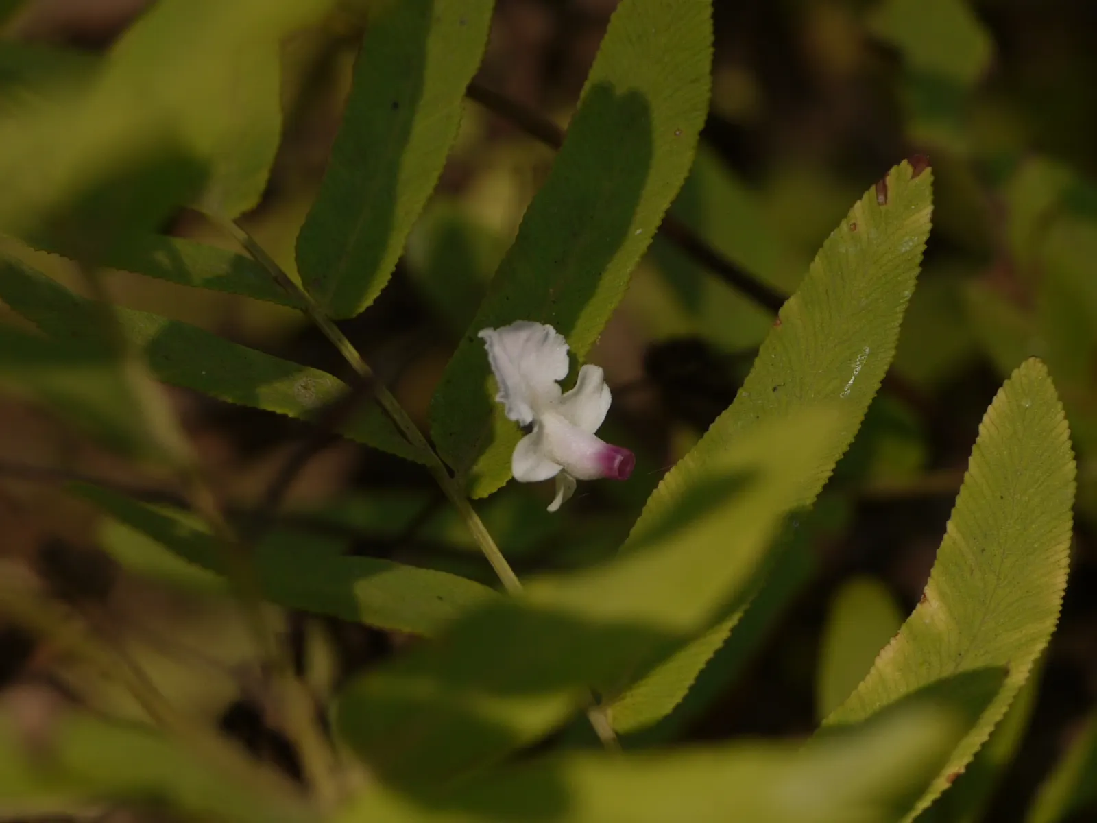 White Chaste Tree (Vitex Agnus-Castus 'White') — It's quite adaptable regarding soil composition, although it prospers best in well-draining soils