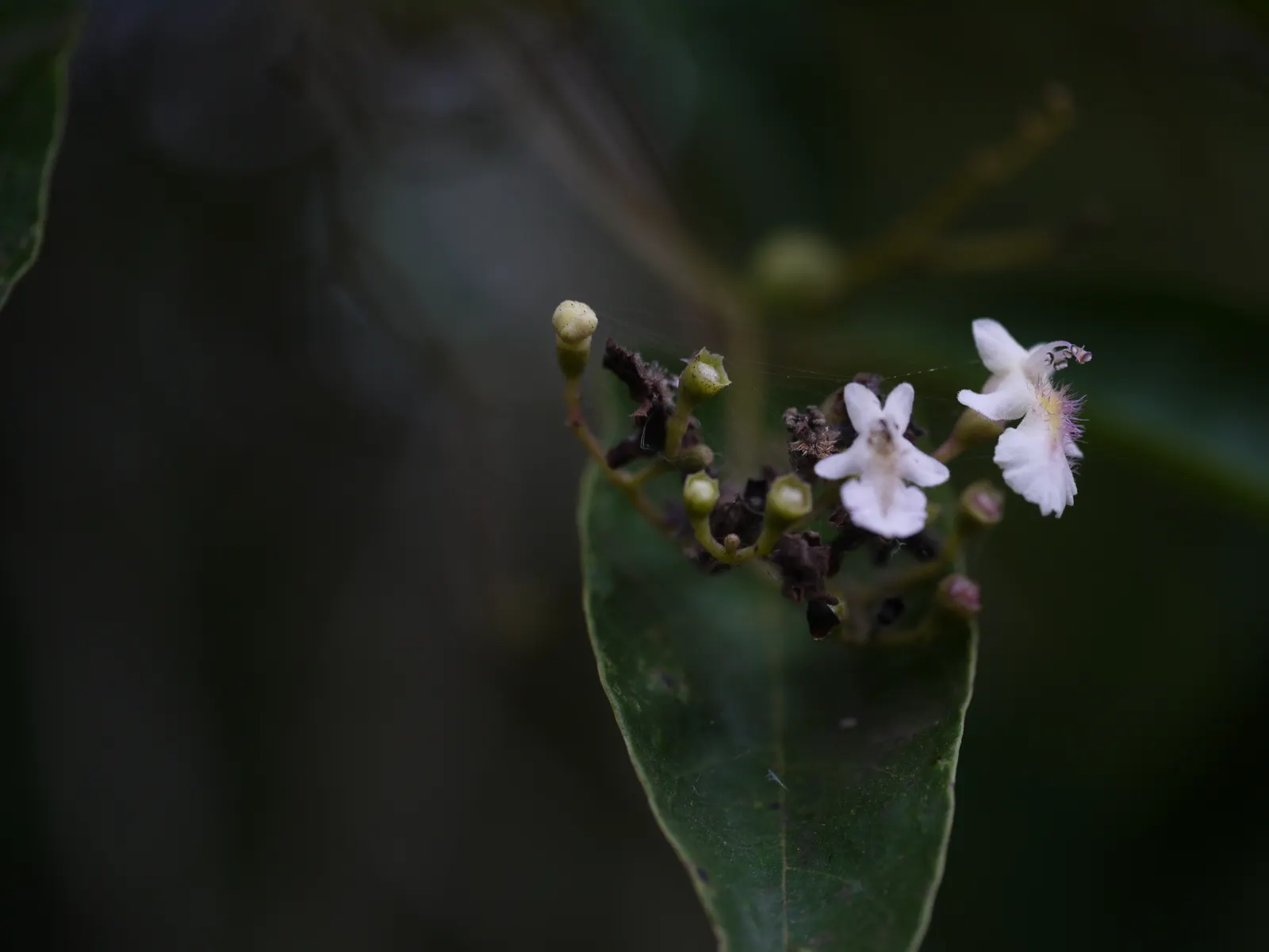 White Chaste Tree (Vitex Agnus-Castus 'White') — The White Chaste Tree (Vitex agnus-castus 'White') is a striking; renowned for its fragrant, pure white flower