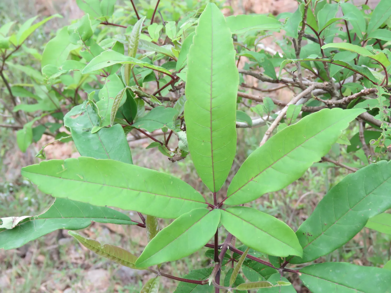 White Chaste Tree (Vitex Agnus-Castus 'White') — shrub for full