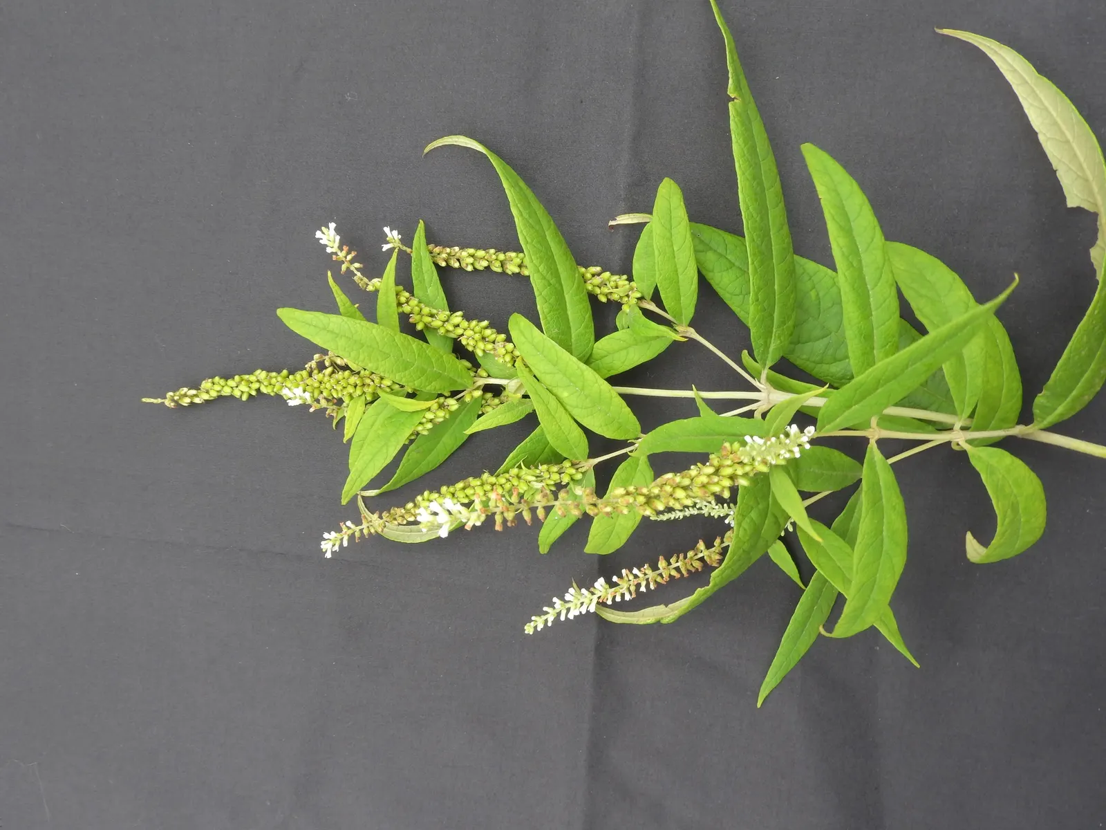 White Chaste Tree (Vitex Agnus-Castus 'White') — deciduous shrub that reaches up to 15-20 feet in height and spread
