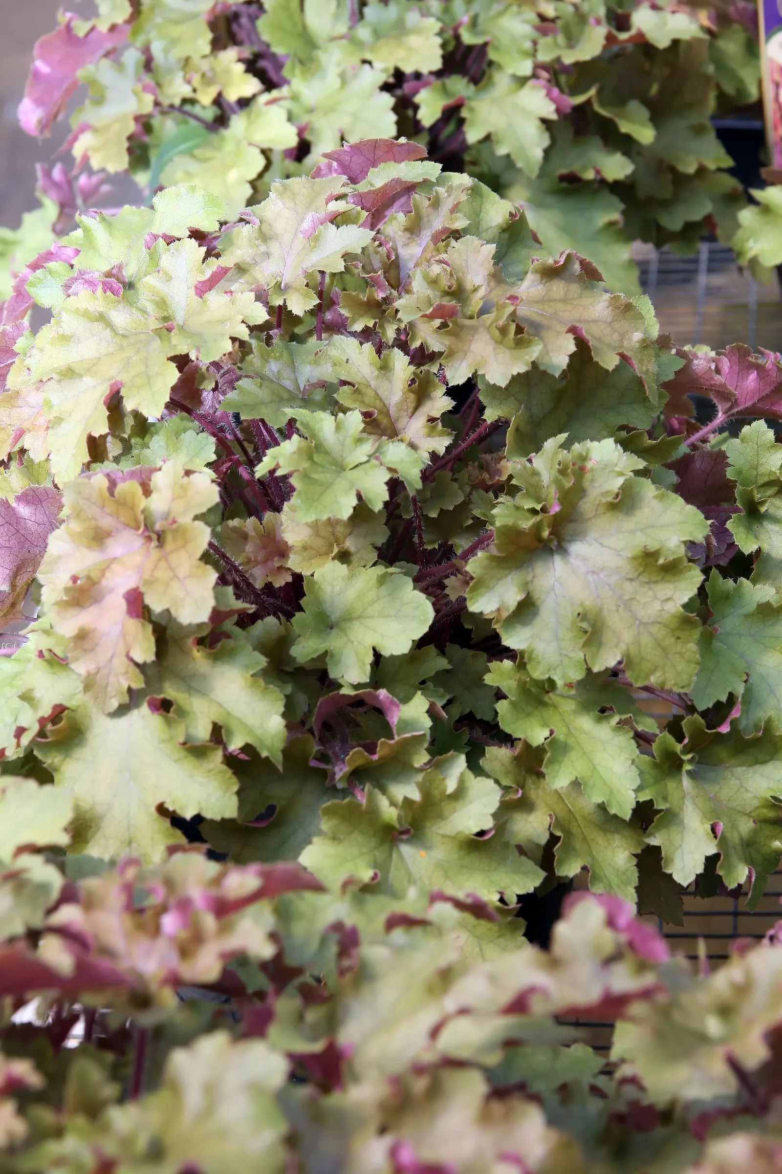 Marmalade Alum Root (Heuchera 'Marmalade') — Thriving in USDA zones 4-9, it forms a compact mound about 10 inches tall and spreads up to 18 inches