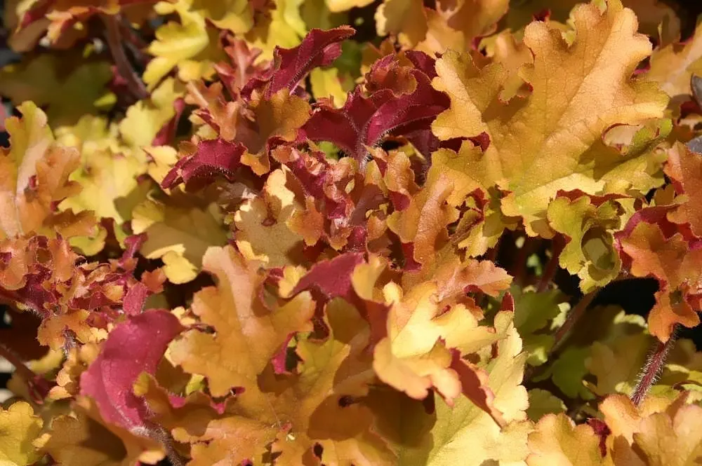 Marmalade Alum Root (Heuchera 'Marmalade') — Prefers partial shade but tolerates full sun in cooler climates