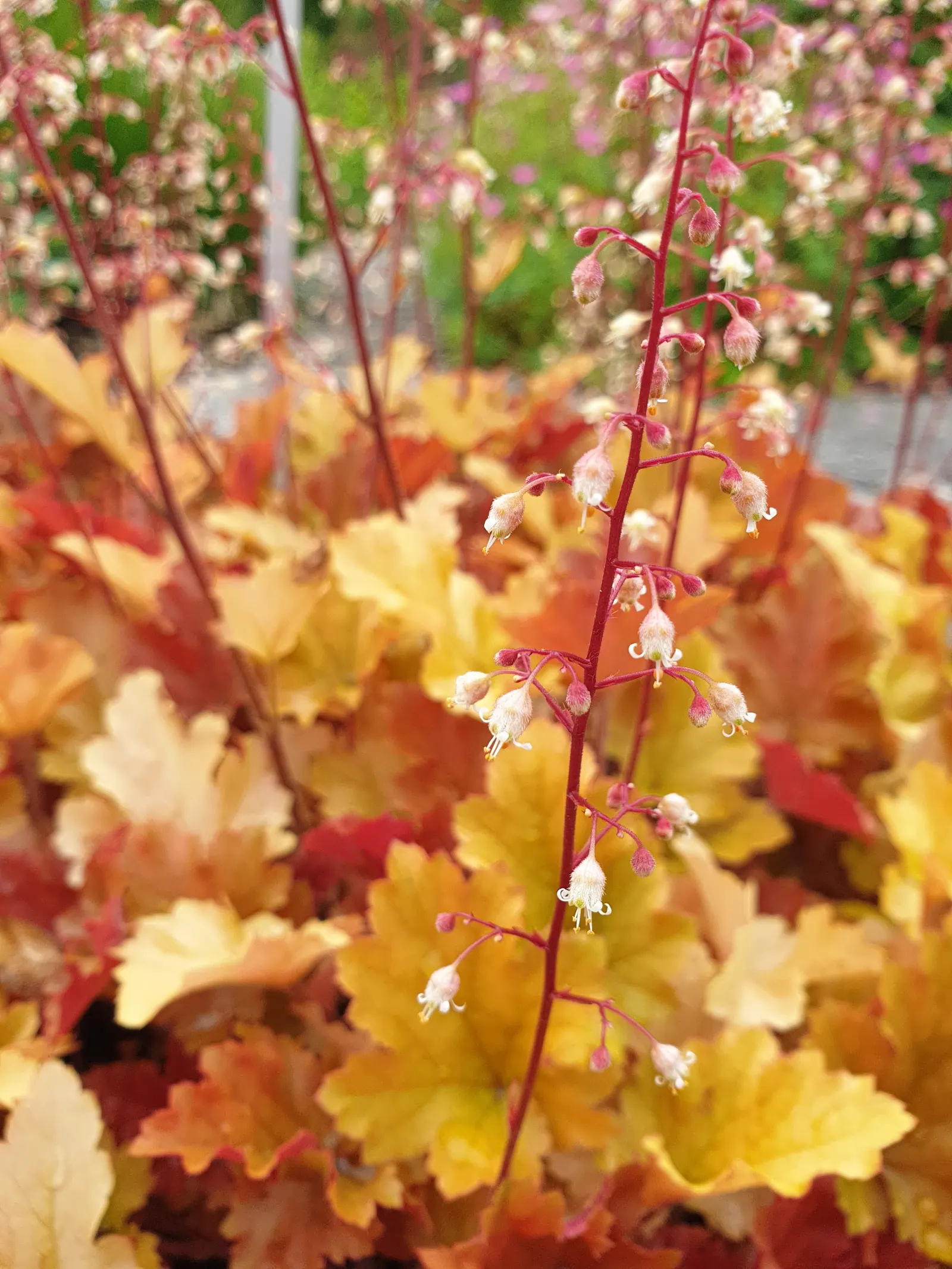 Marmalade Alum Root (Heuchera 'Marmalade') — making it an ideal choice for mass planting
