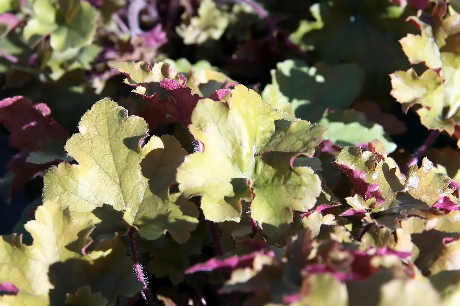 Marmalade Alum Root (Heuchera 'Marmalade') — Ideal for borders, rock gardens, and container planting
