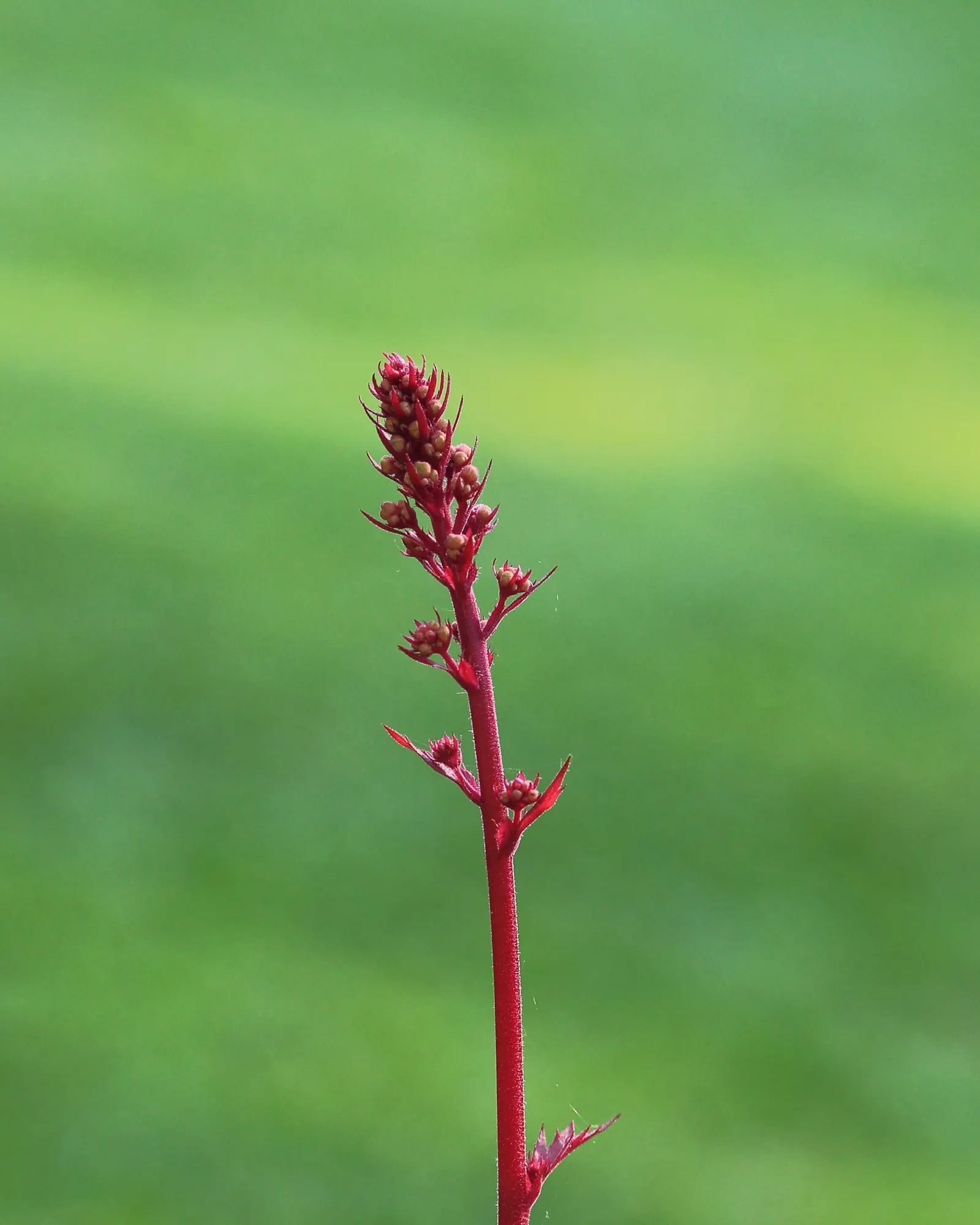 Marmalade Alum Root (Heuchera 'Marmalade') — This evergreen perennial thrives in USDA Hardiness Zones 4 through 9