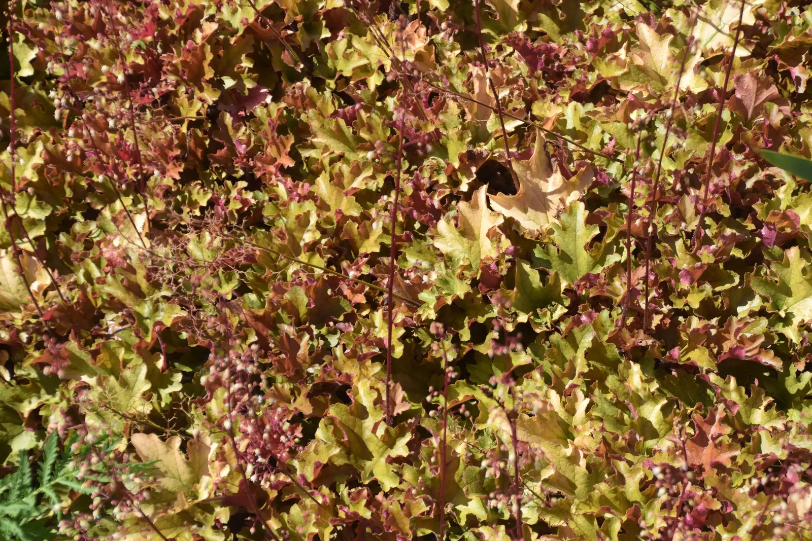 Marmalade Alum Root (Heuchera 'Marmalade') — provided it has adequate moisture