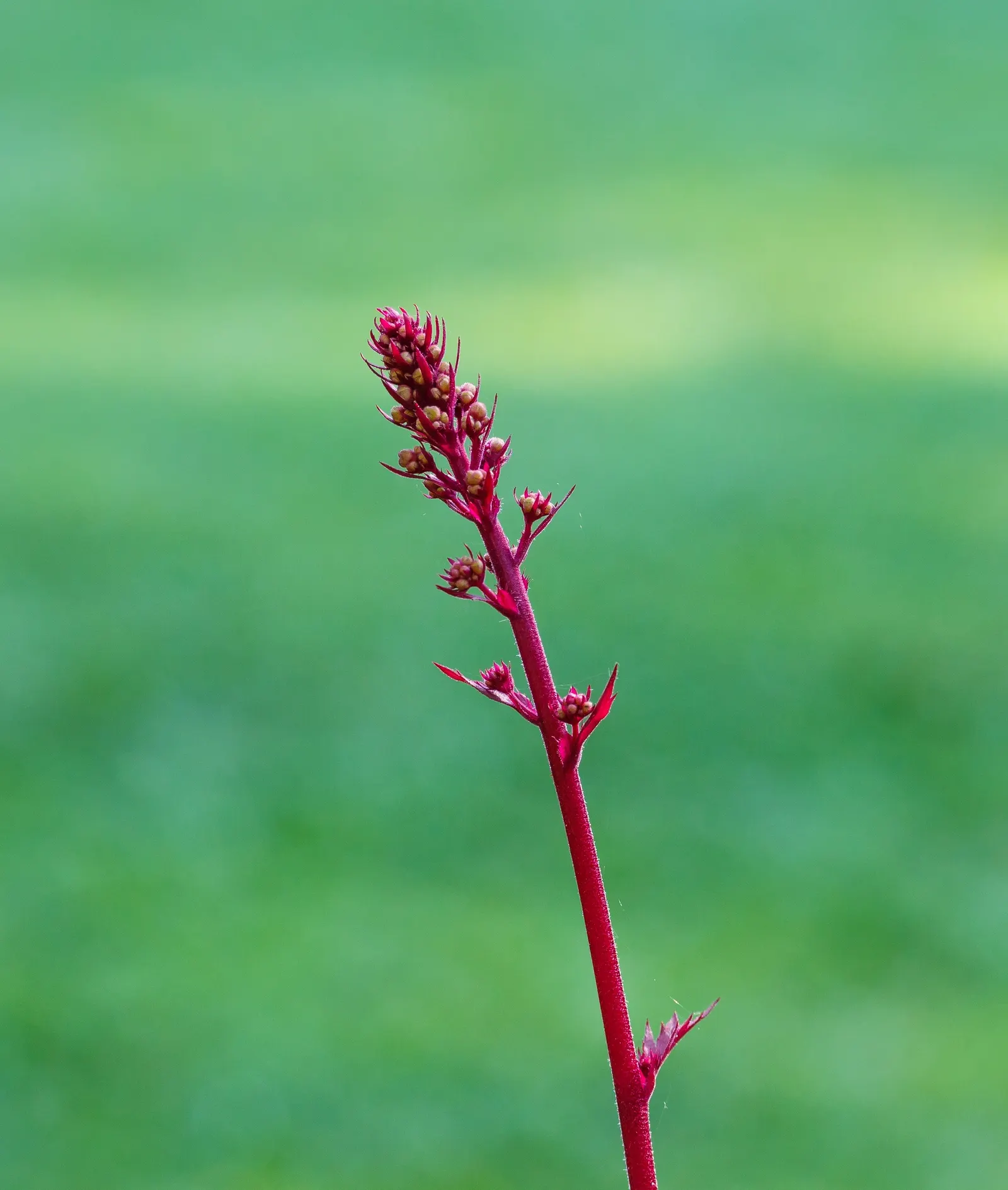 Marmalade Alum Root (Heuchera 'Marmalade') — Heuchera 'Marmalade' is a vibrant perennial known for its ruffled, rich amber to reddish-pink foliage