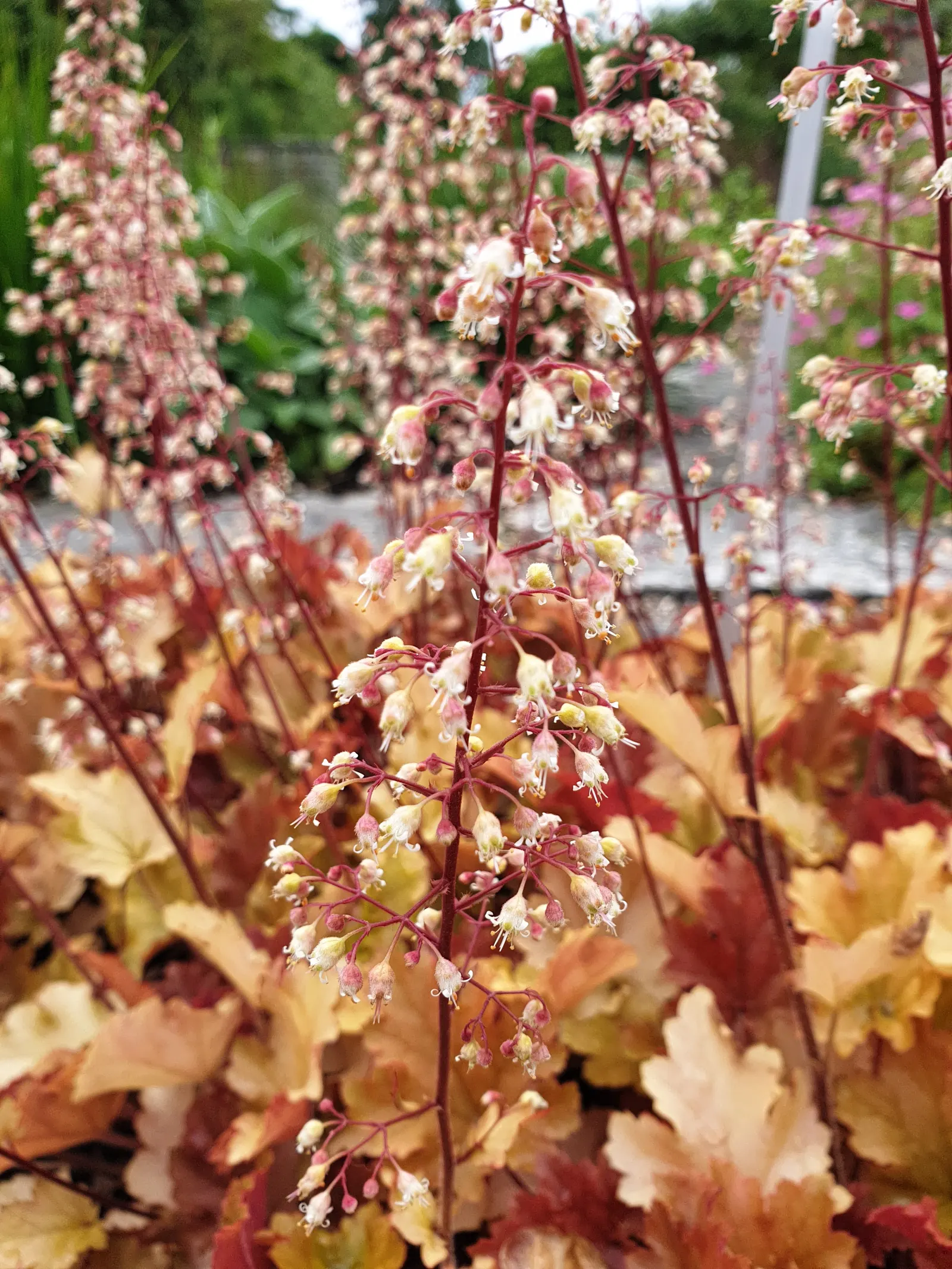 Marmalade Alum Root (Heuchera 'Marmalade') — It's drought-tolerant once established and requires well-drained soil