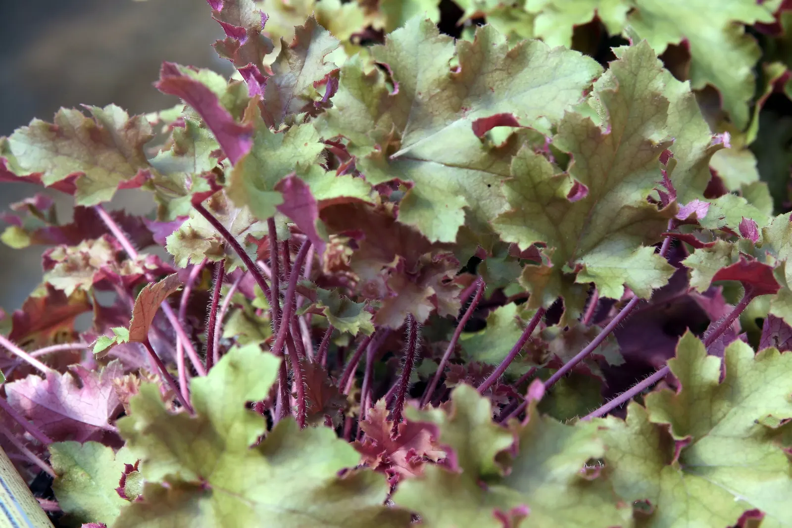 Marmalade Alum Root (Heuchera 'Marmalade') — this cultivar typically grows to about 8 to 10 inches tall and spreads 12 to 18 inches wide