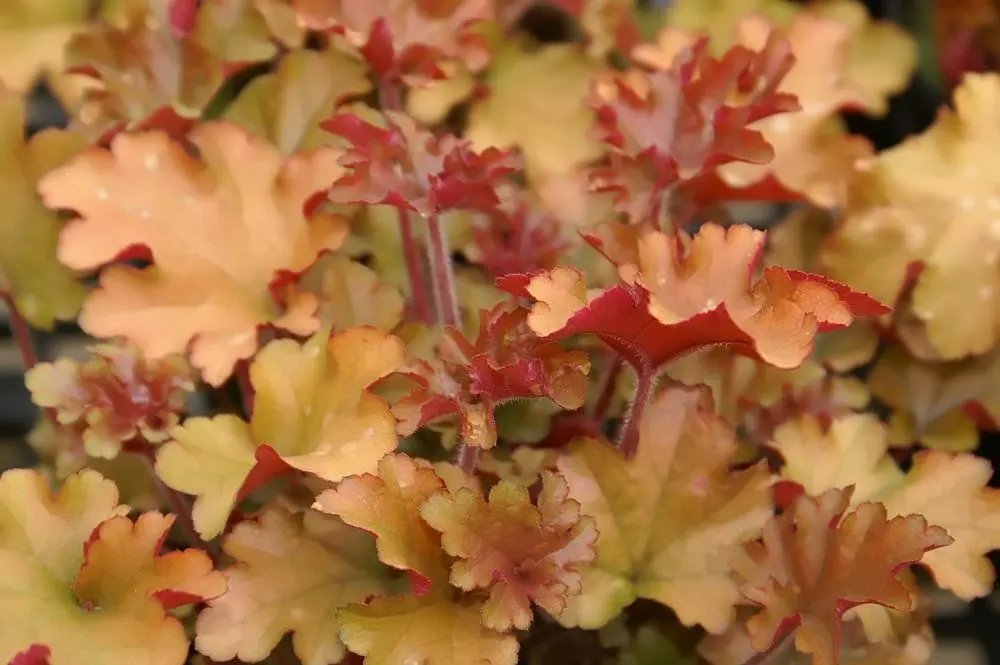 Marmalade Alum Root (Heuchera 'Marmalade') — akin to marmalade preserves