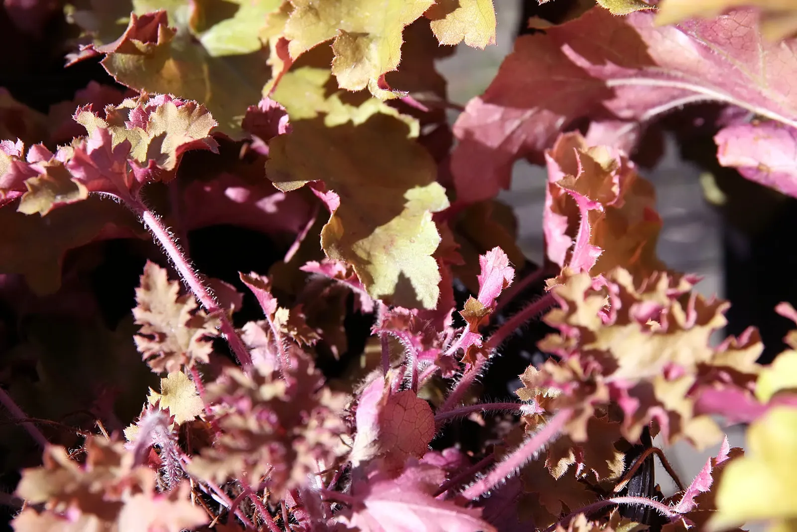Marmalade Alum Root (Heuchera 'Marmalade') — presents a fascinating addition to any landscape design due to its vibrant and diverse foliage