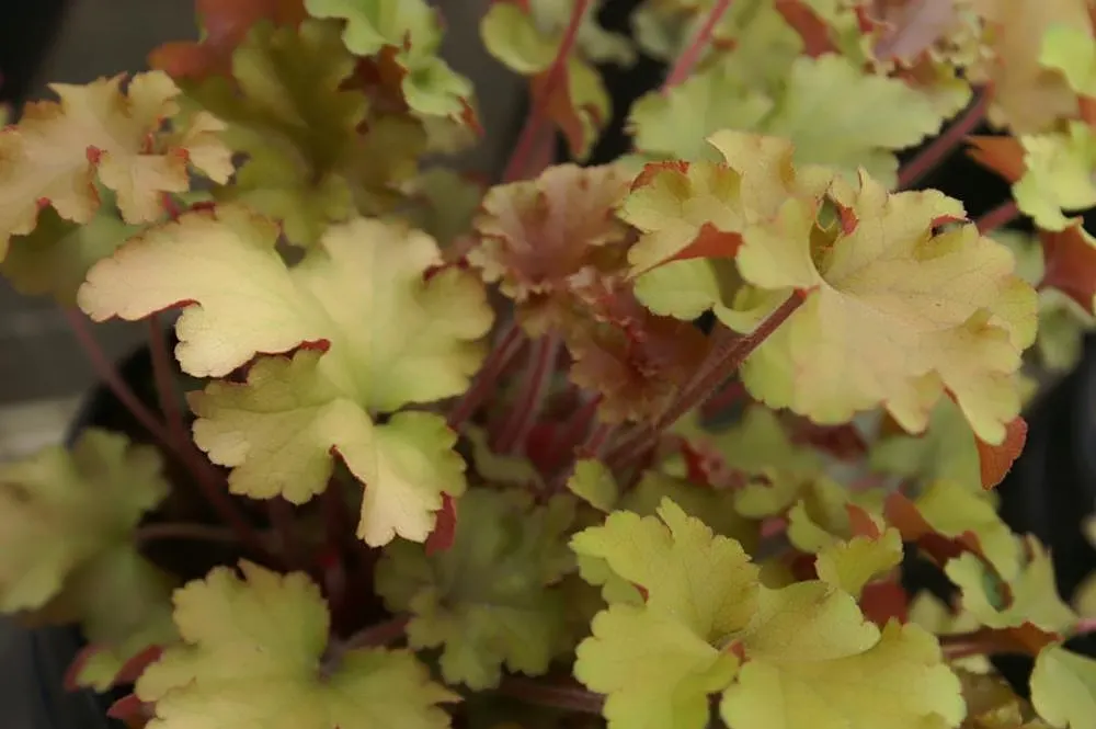 Marmalade Alum Root (Heuchera 'Marmalade') — allowing it to withstand a wide range of climates.<br><br>An adaptable plant